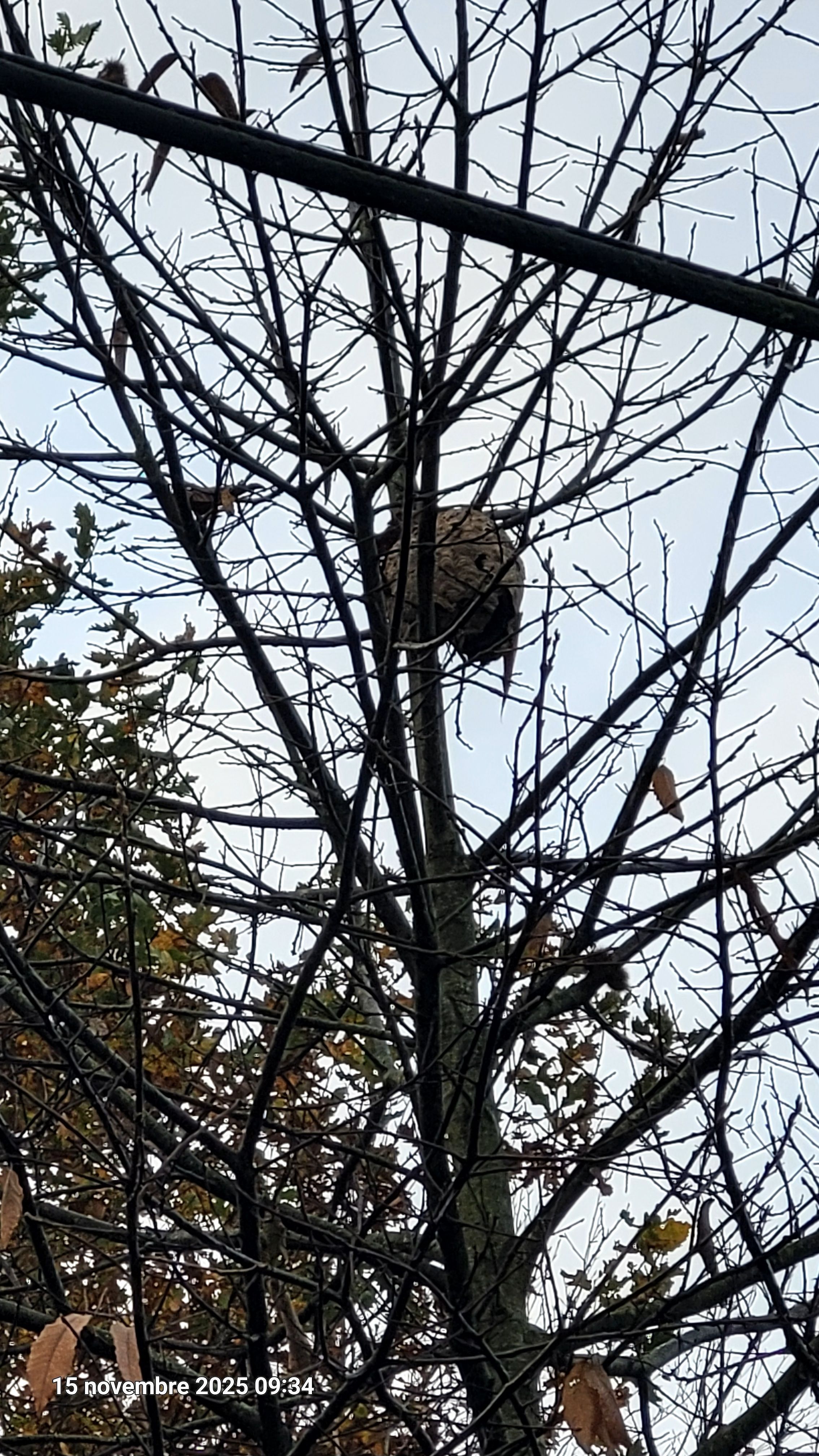 Photo du nid de frelon asiatique signalé à Cavigny