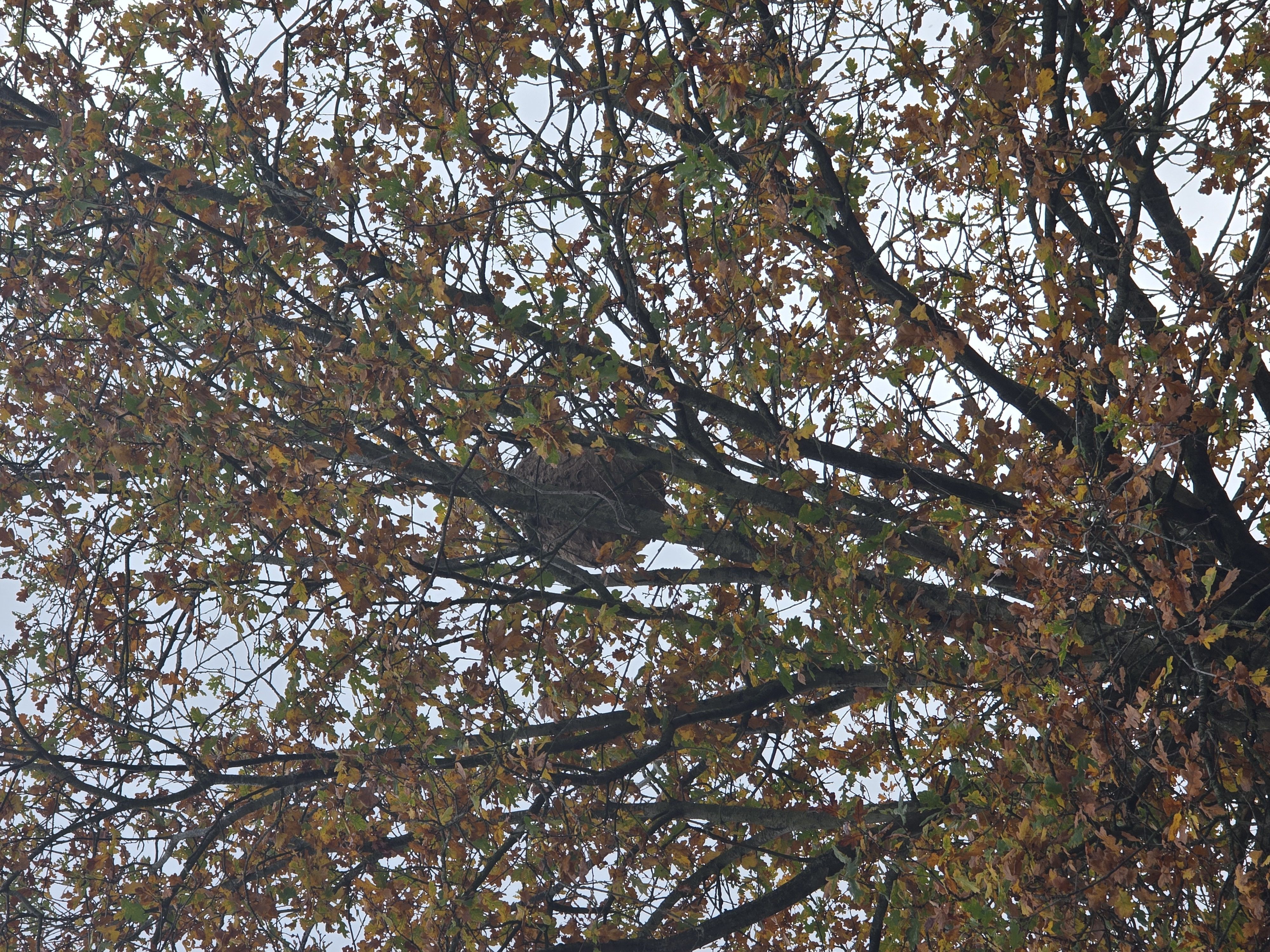 Photo du signalement #376