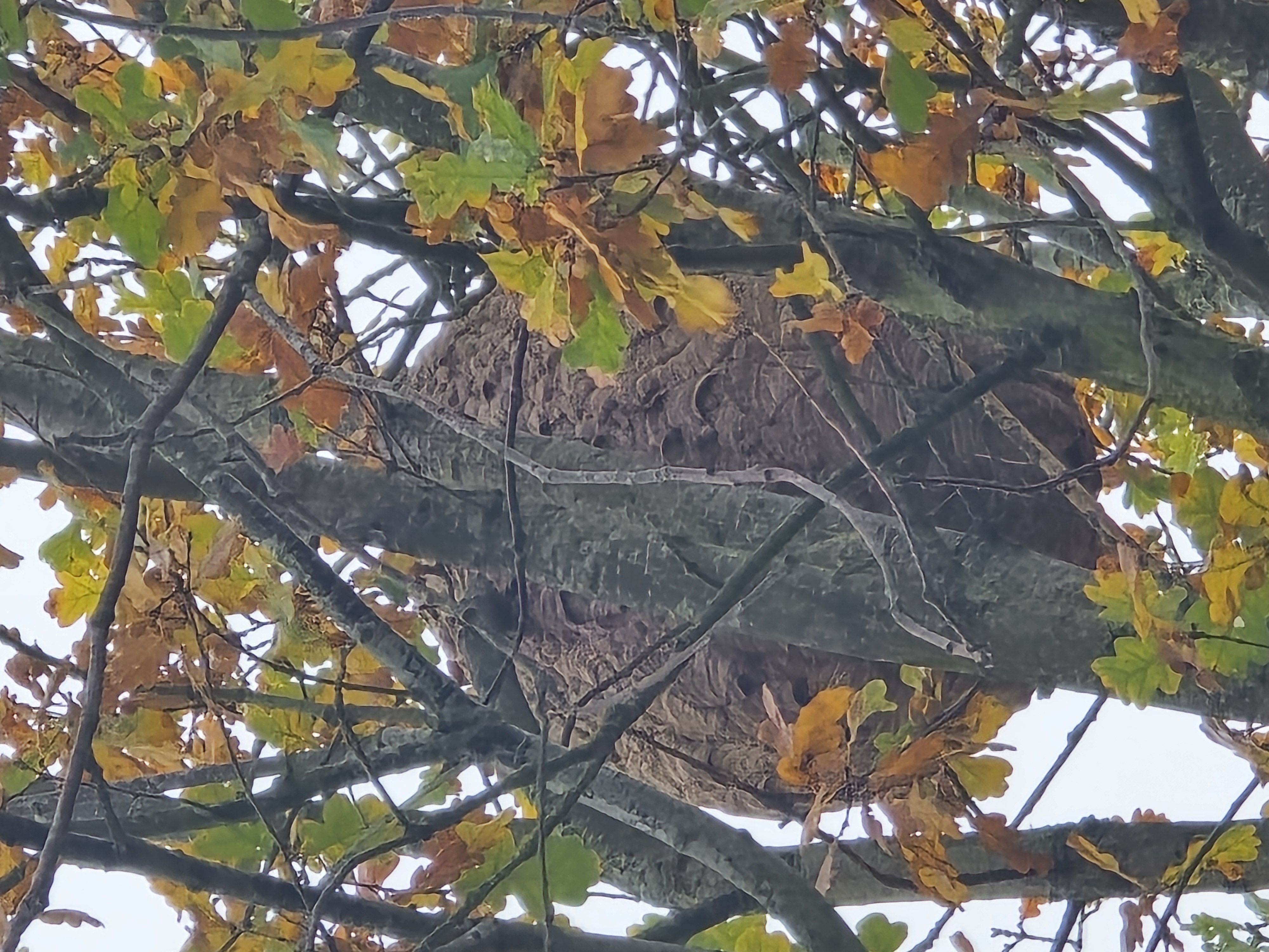 Photo du nid de frelon asiatique signalé à Vaux-sur-Seine