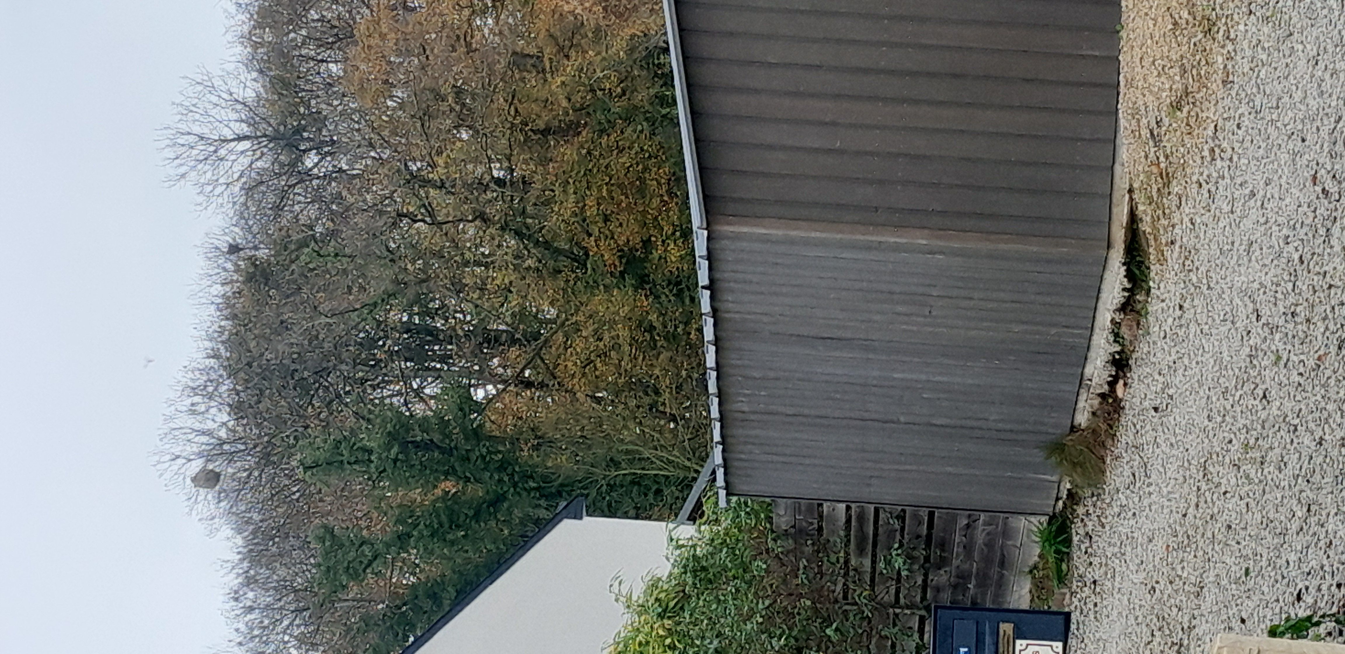 Photo du nid de frelon asiatique signalé à Plouër-sur-Rance