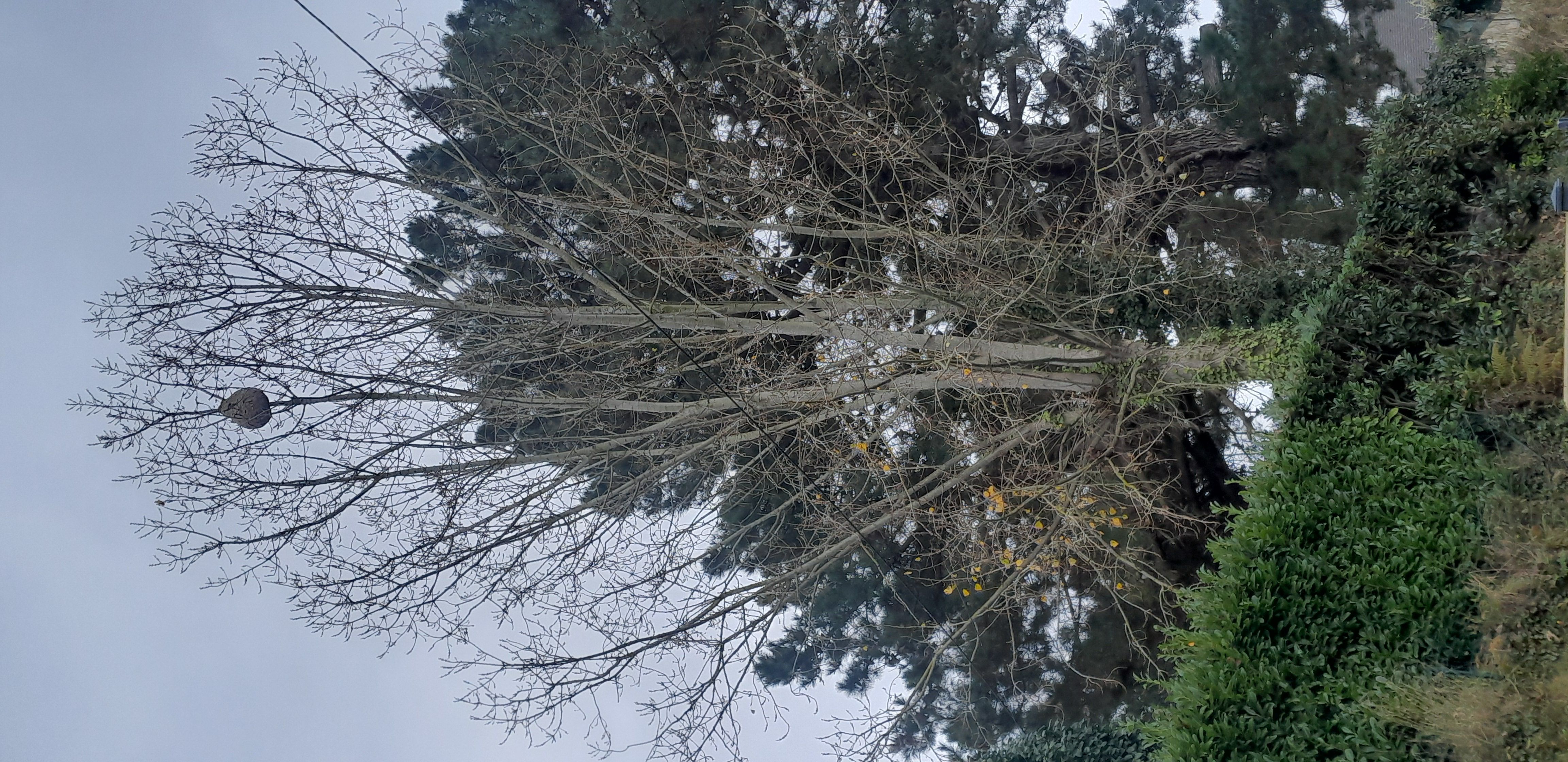 Photo du nid de frelon asiatique signalé à Le Minihic-sur-Rance