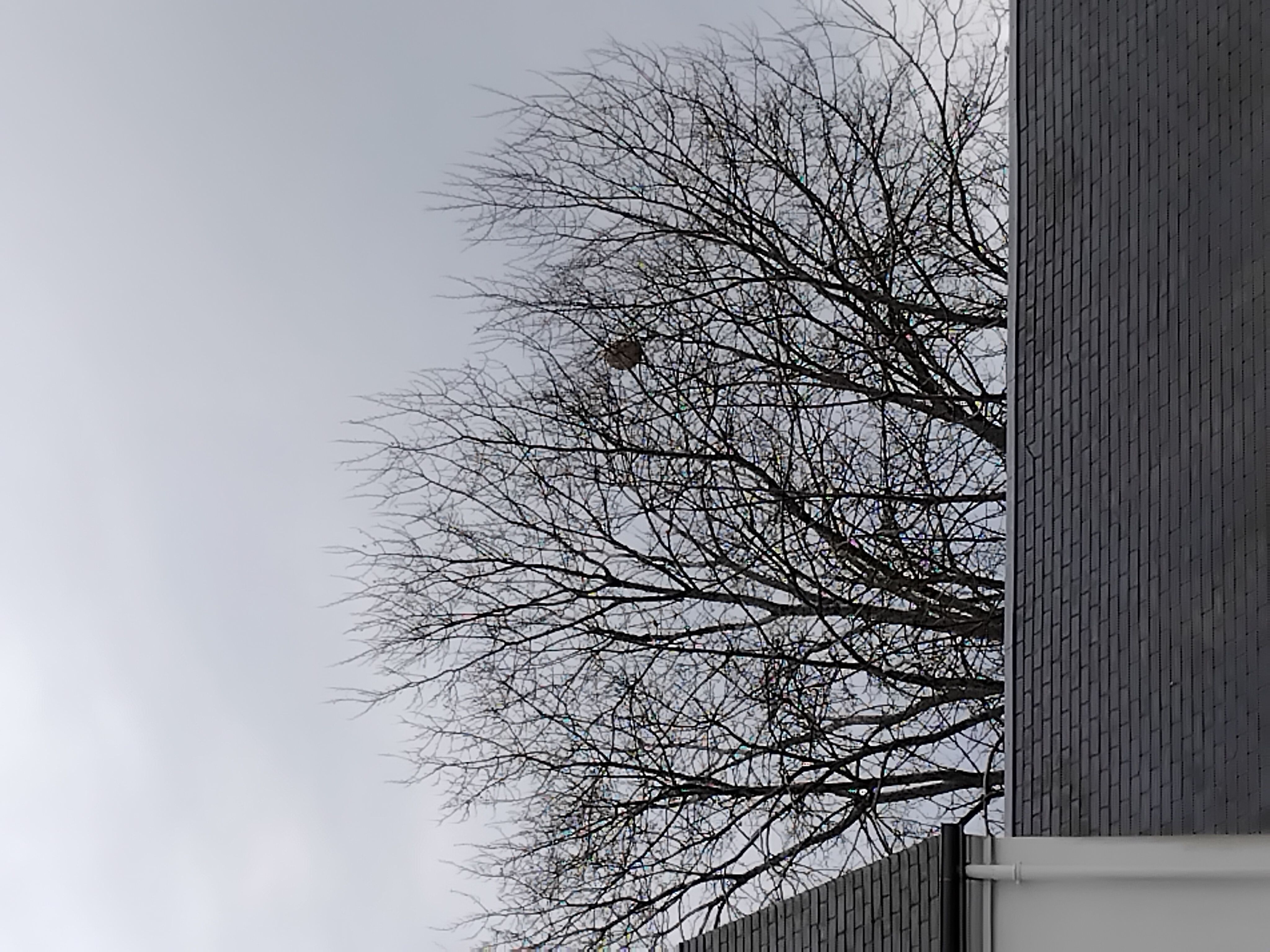 Photo du nid de frelon asiatique signalé à Beaulieu-sur-Loire