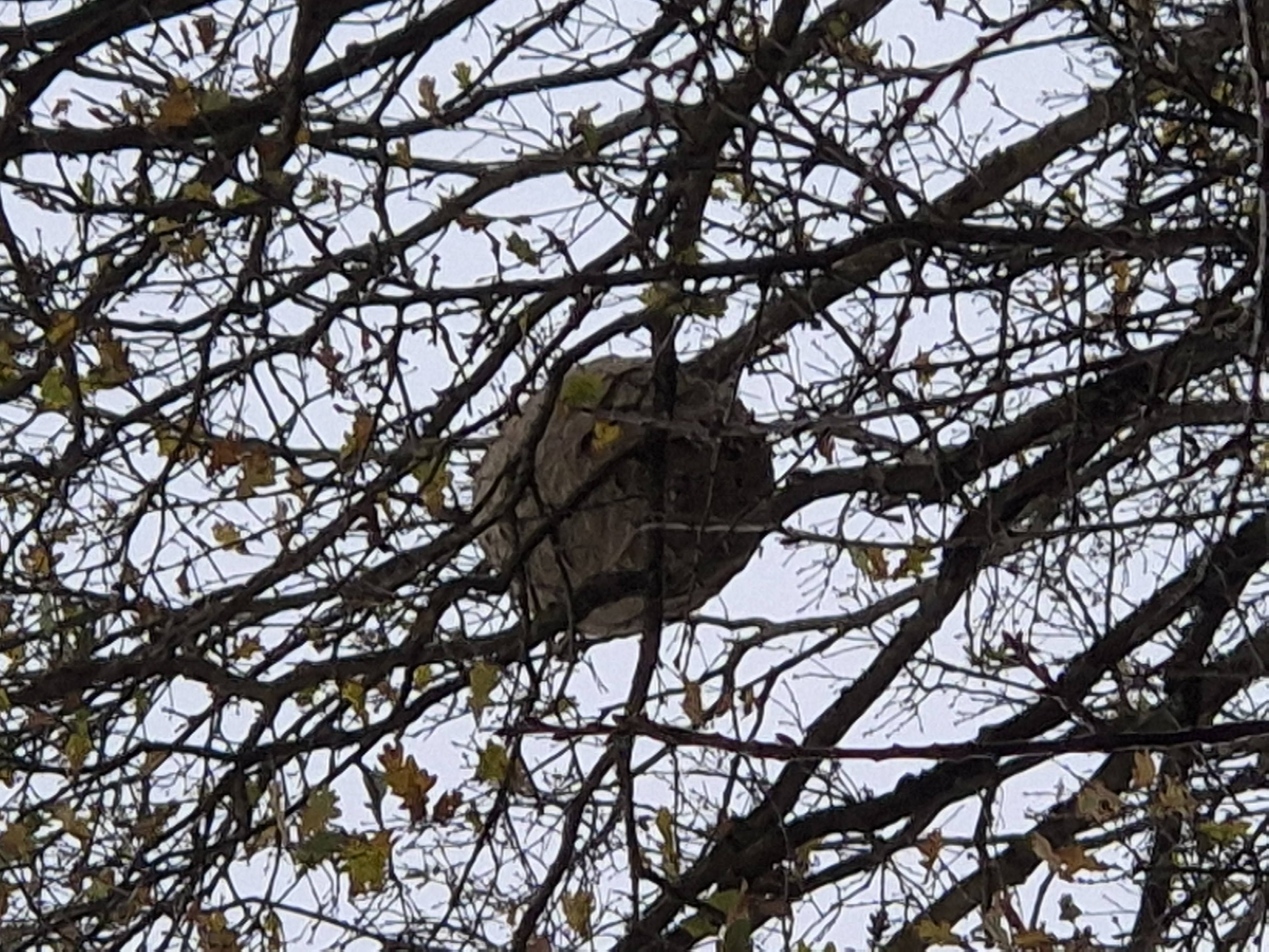 Photo du signalement #396