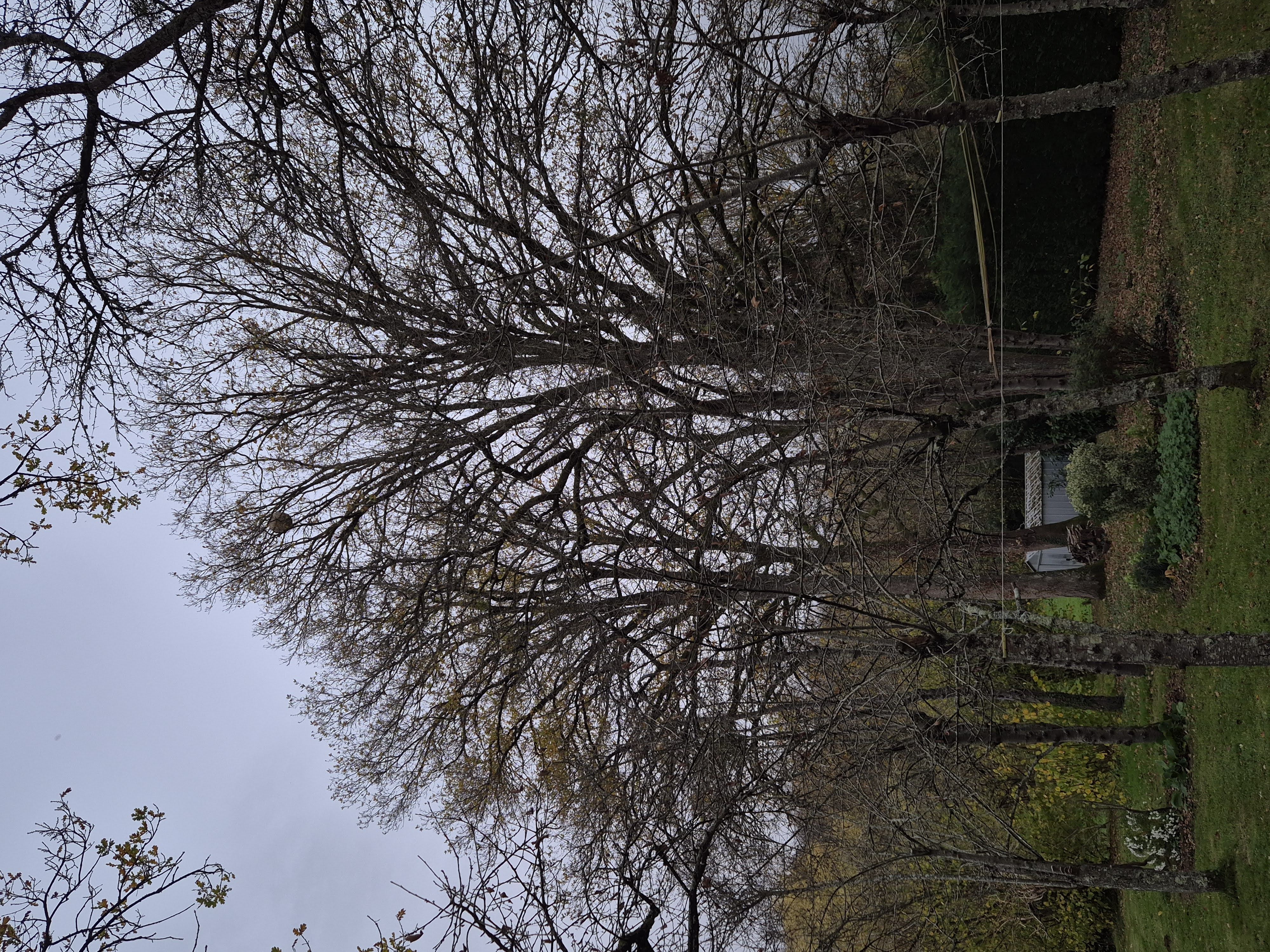 Photo du nid de frelon asiatique signalé à Pourrain