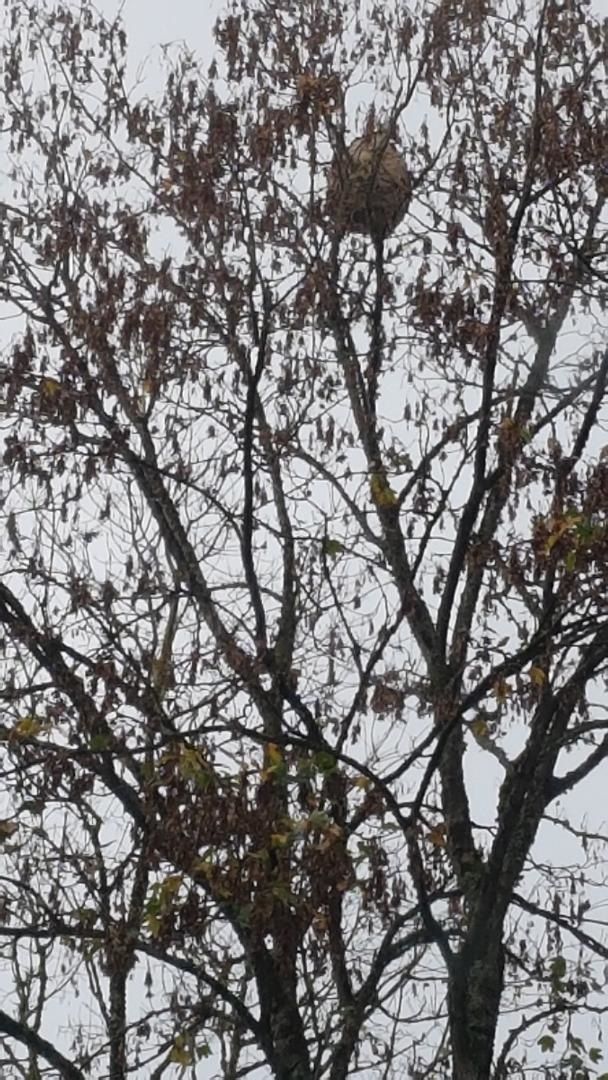 Photo du nid de frelon asiatique signalé à Saint-Lô