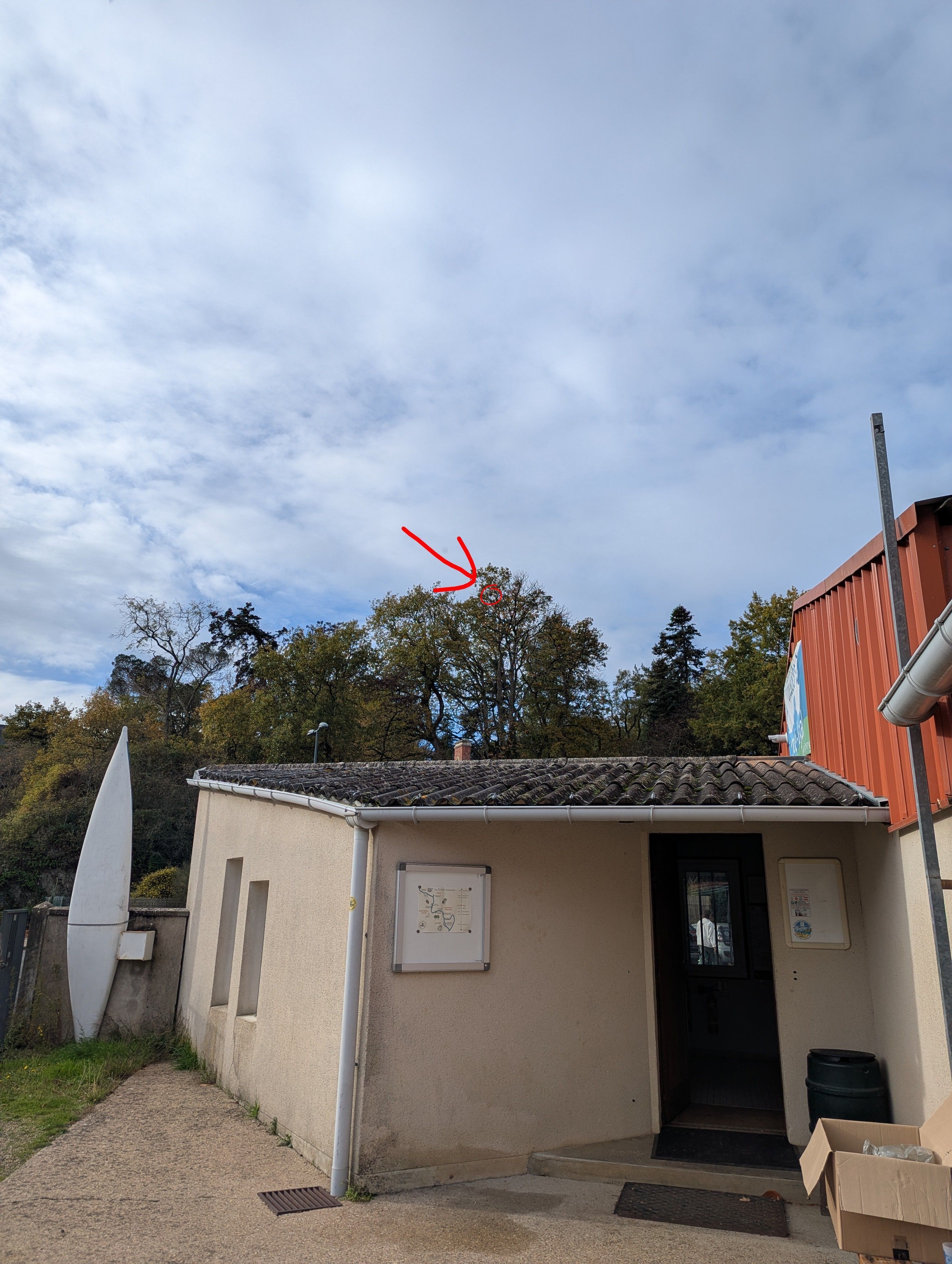 Photo du nid de frelon asiatique signalé à Montreuil-Juigné