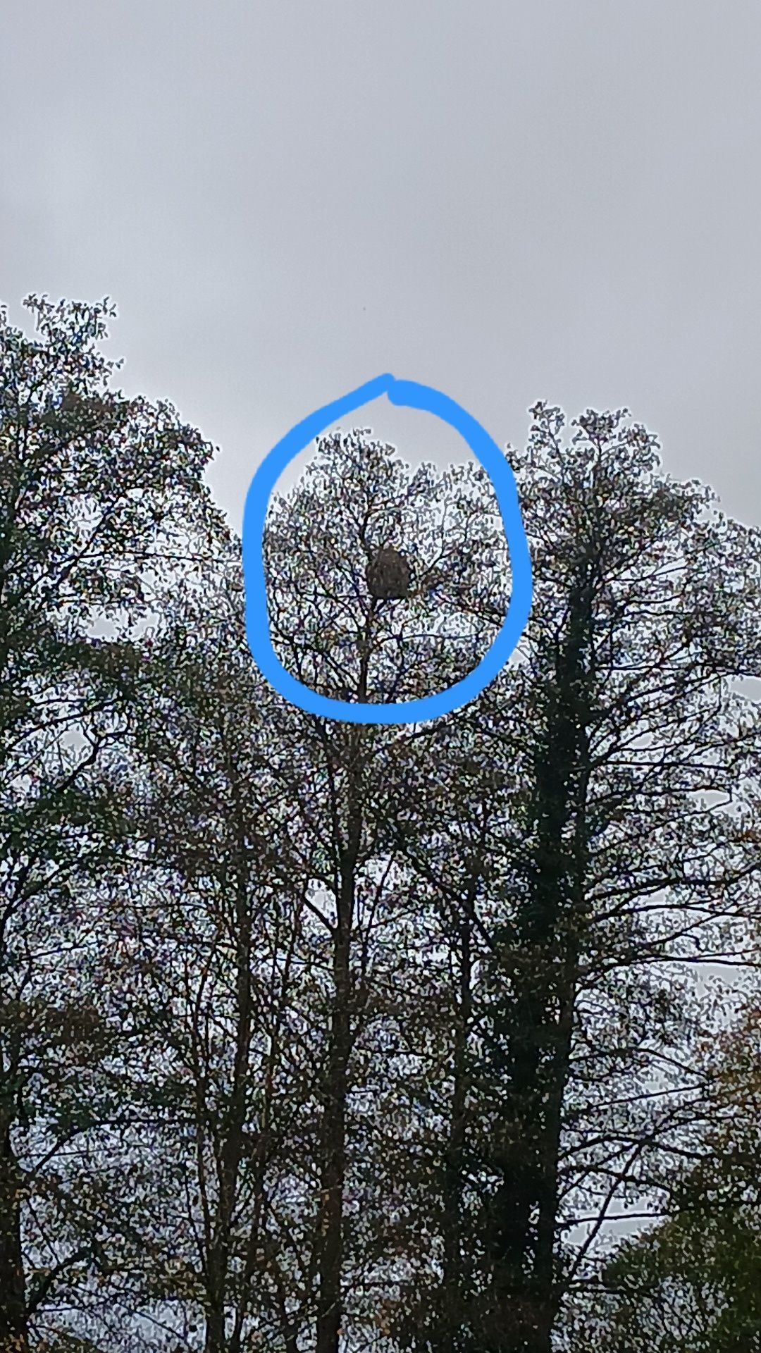 Photo du nid de frelon asiatique signalé à Teillay