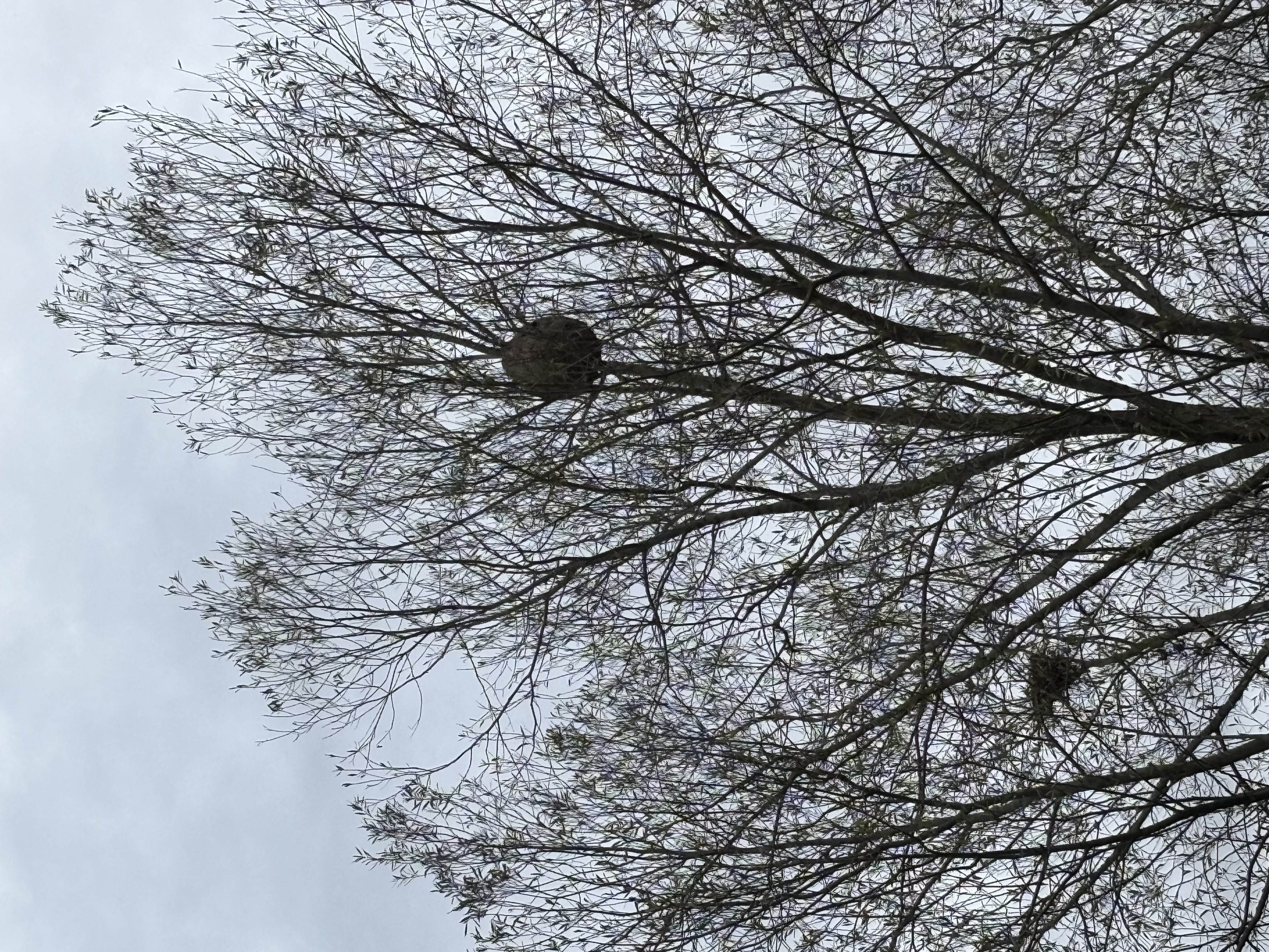 Photo du nid de frelon asiatique signalé à Semallé