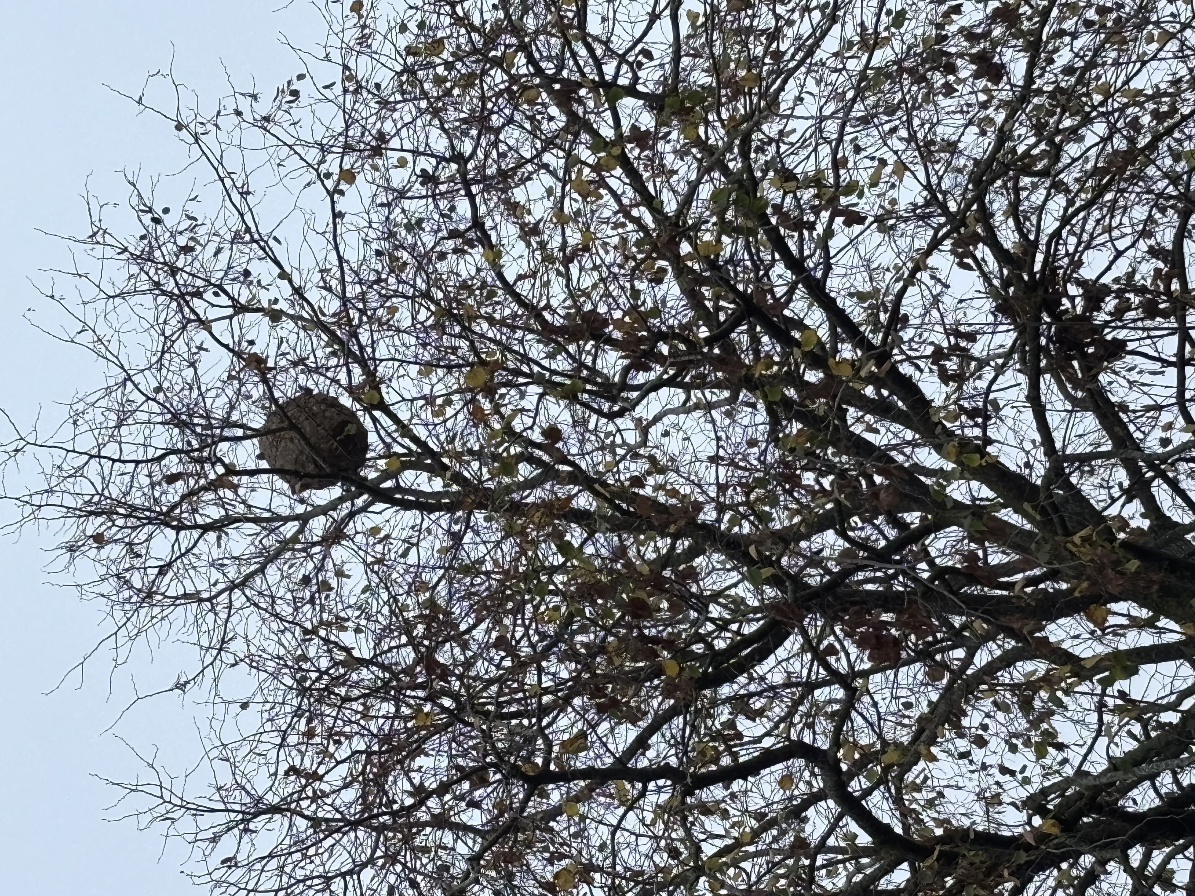 Photo du nid de frelon asiatique signalé à Valframbert