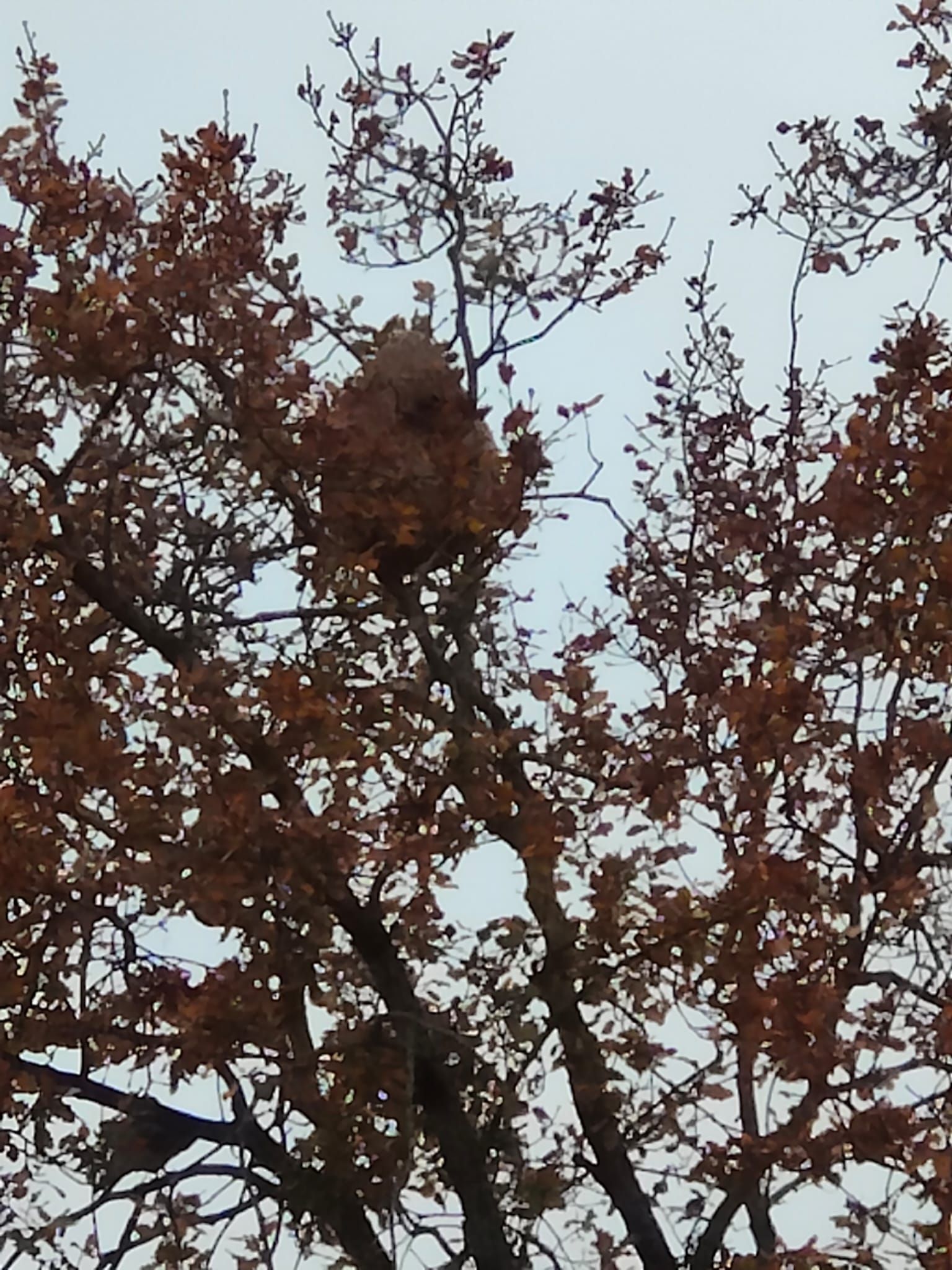 Photo du nid de frelon asiatique signalé à Freneuse