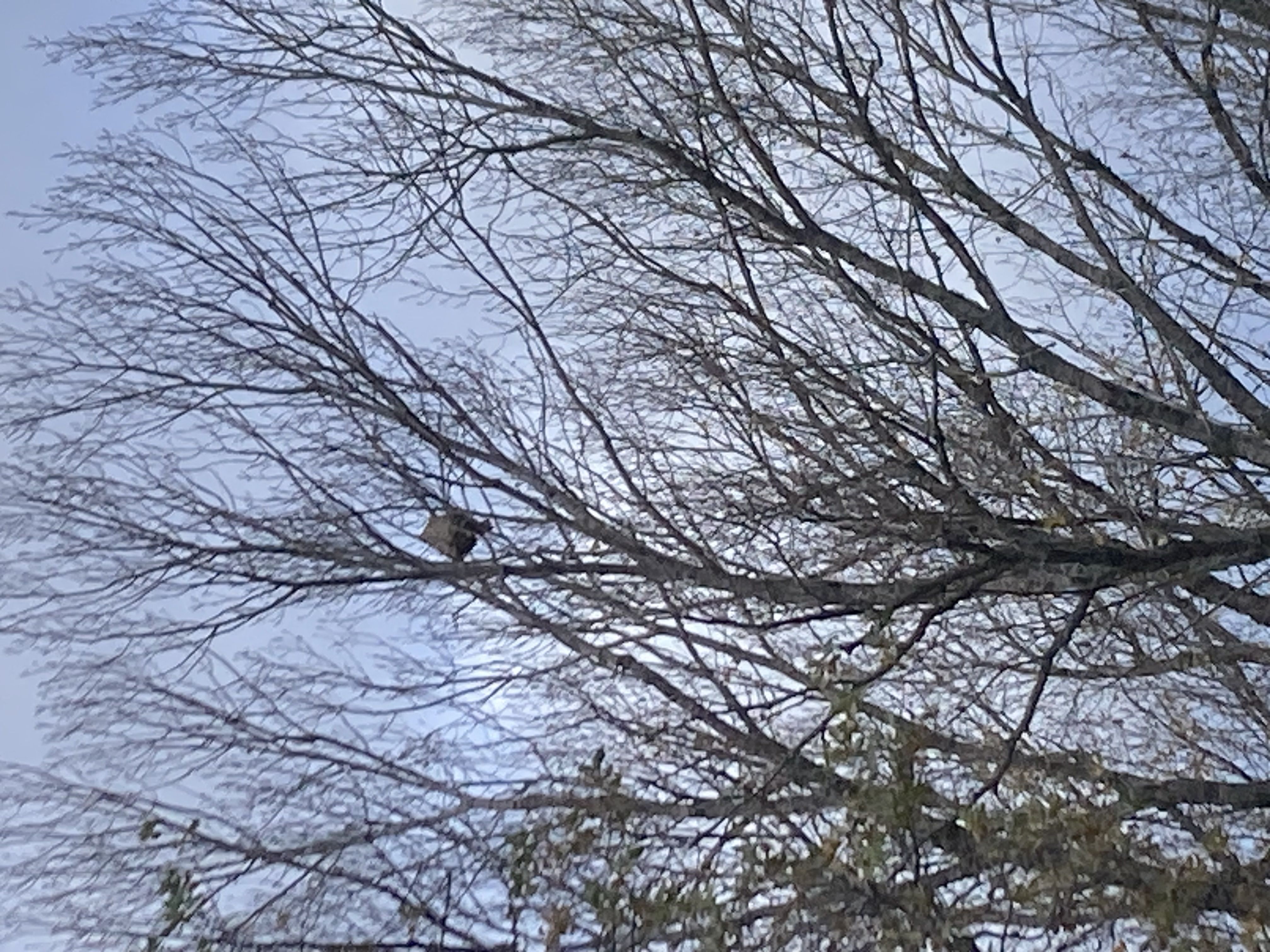 Photo du signalement #419