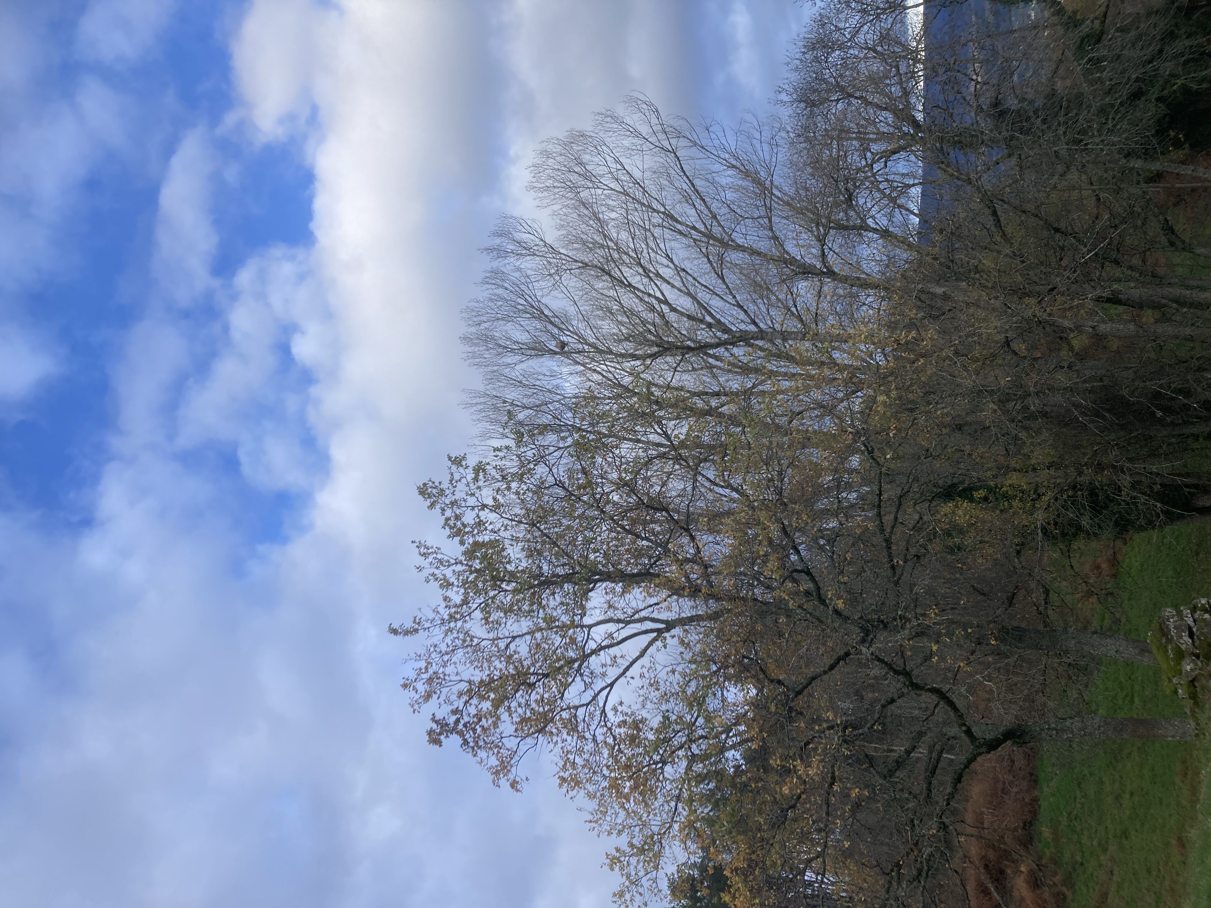 Photo du nid de frelon asiatique signalé à Saint-Ferréol-des-Côtes