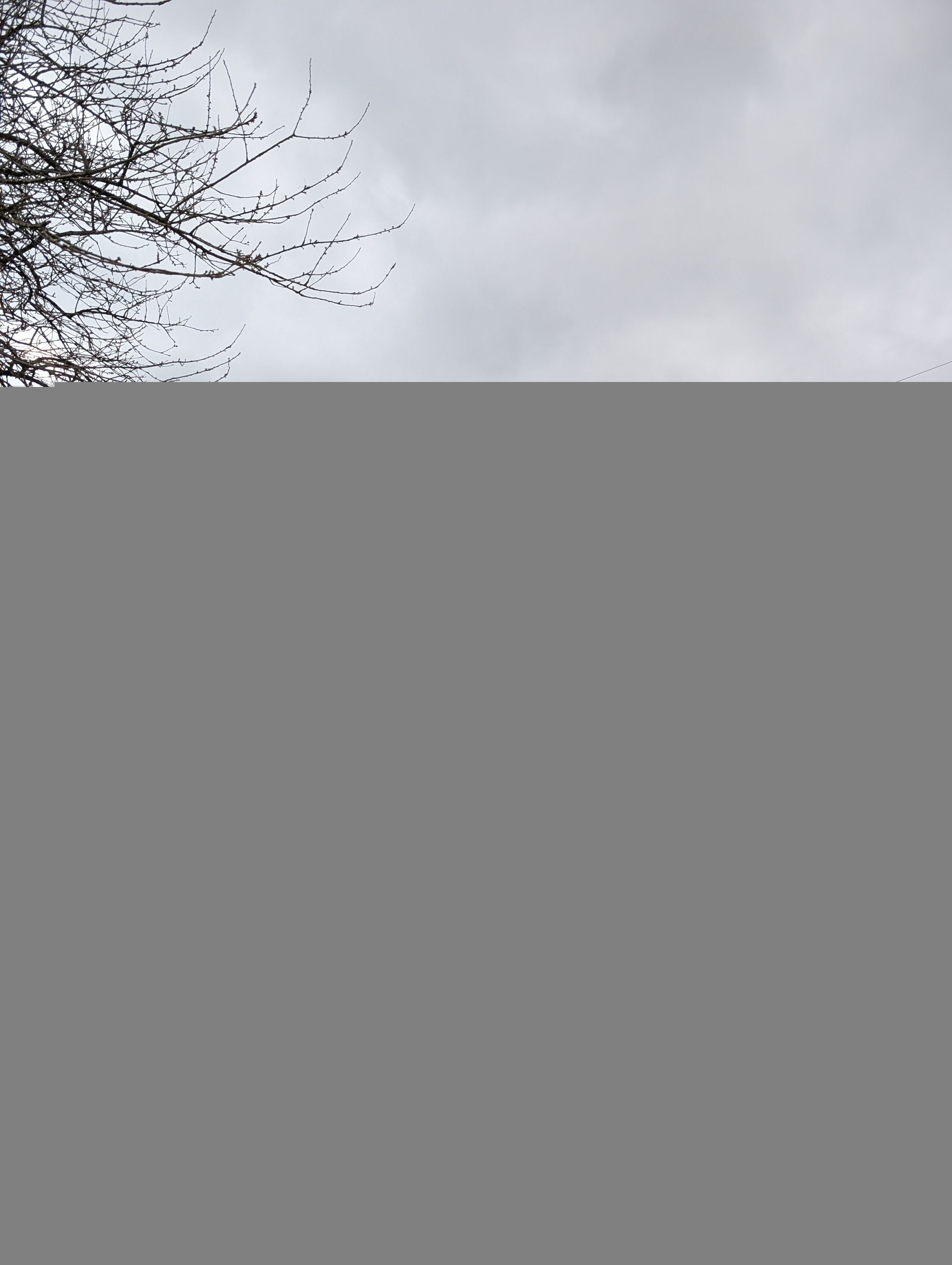 Photo du nid de frelon asiatique signalé à Le Mesnillard