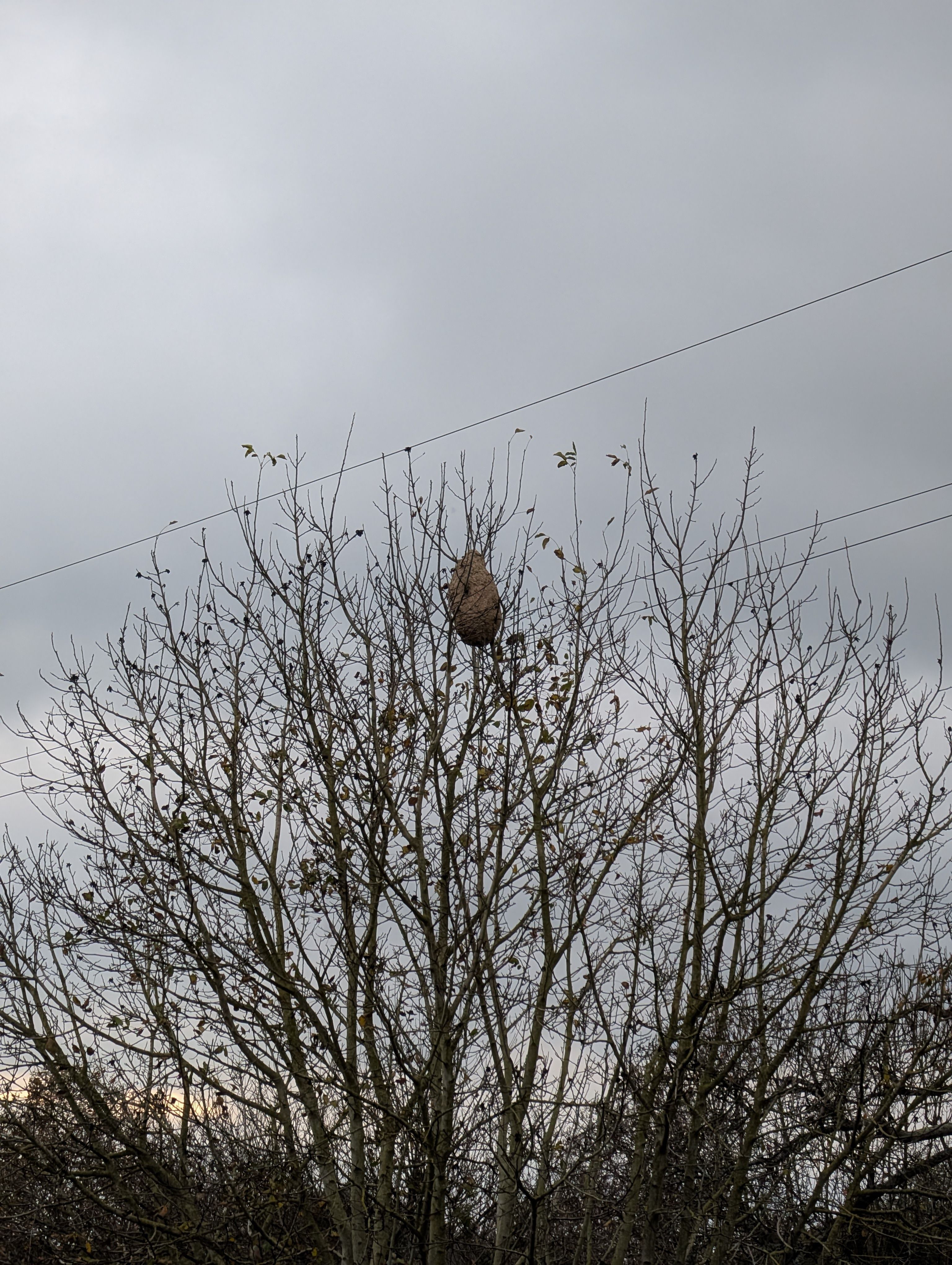 Photo du signalement #420