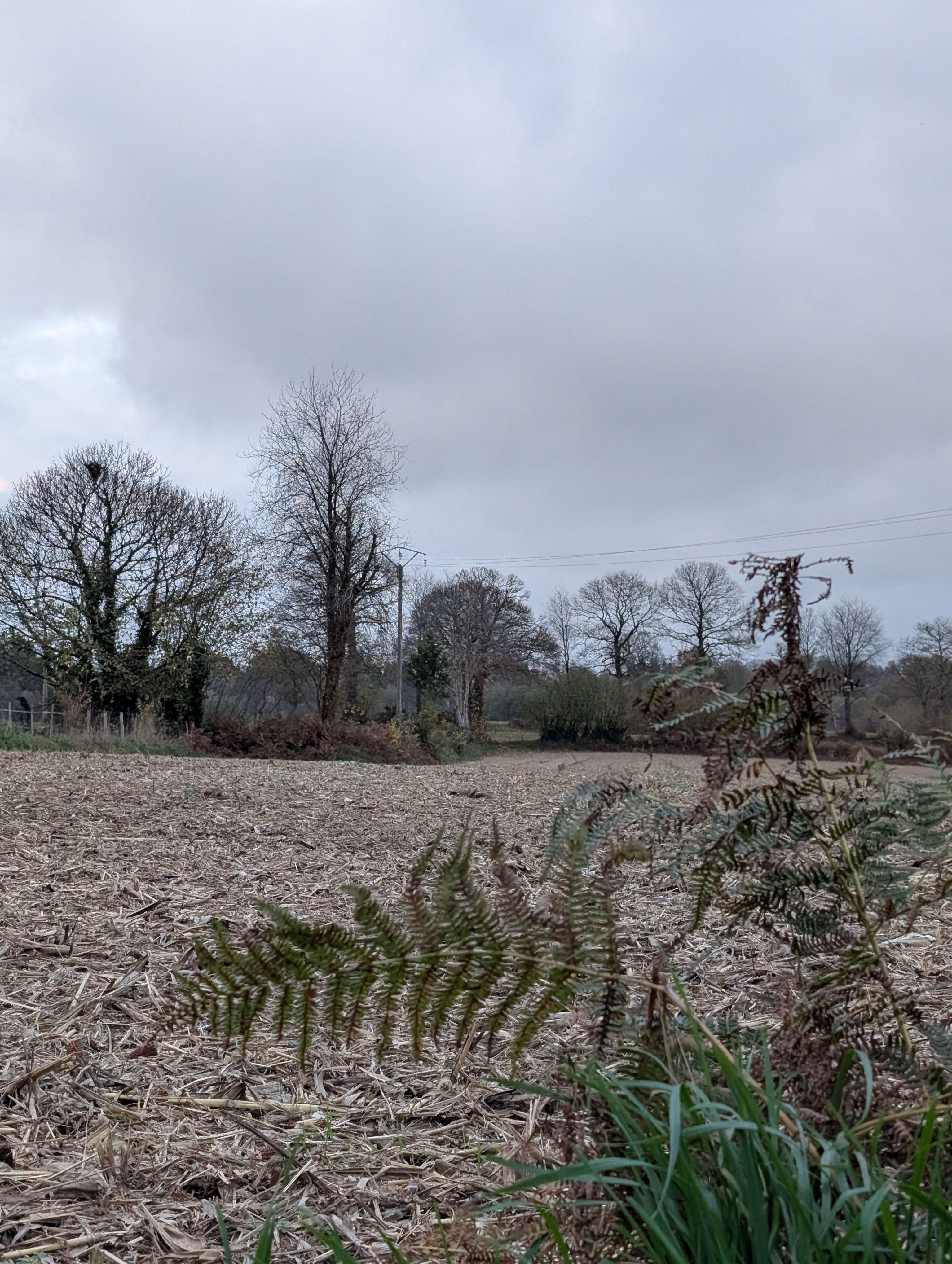 Photo du nid de frelon asiatique signalé à Le Mesnillard