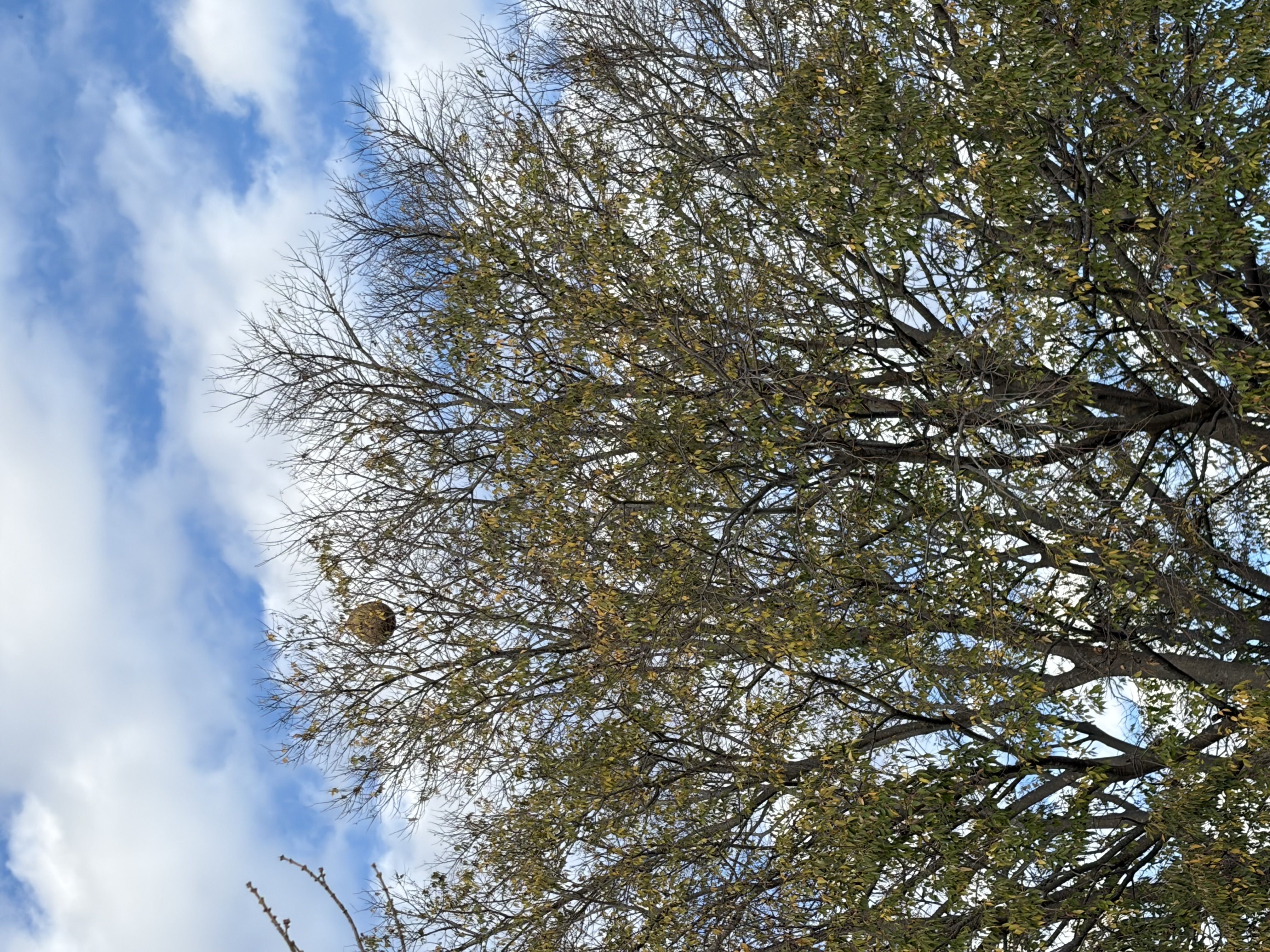 Photo du nid de frelon asiatique signalé à Castries