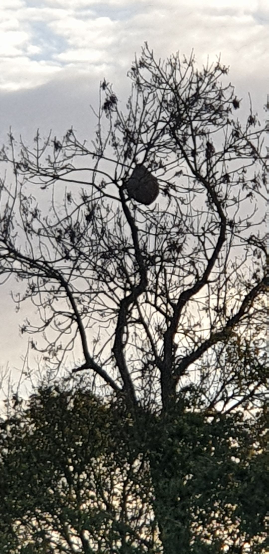 Photo du nid de frelon asiatique signalé à Beauvoir-sur-Niort