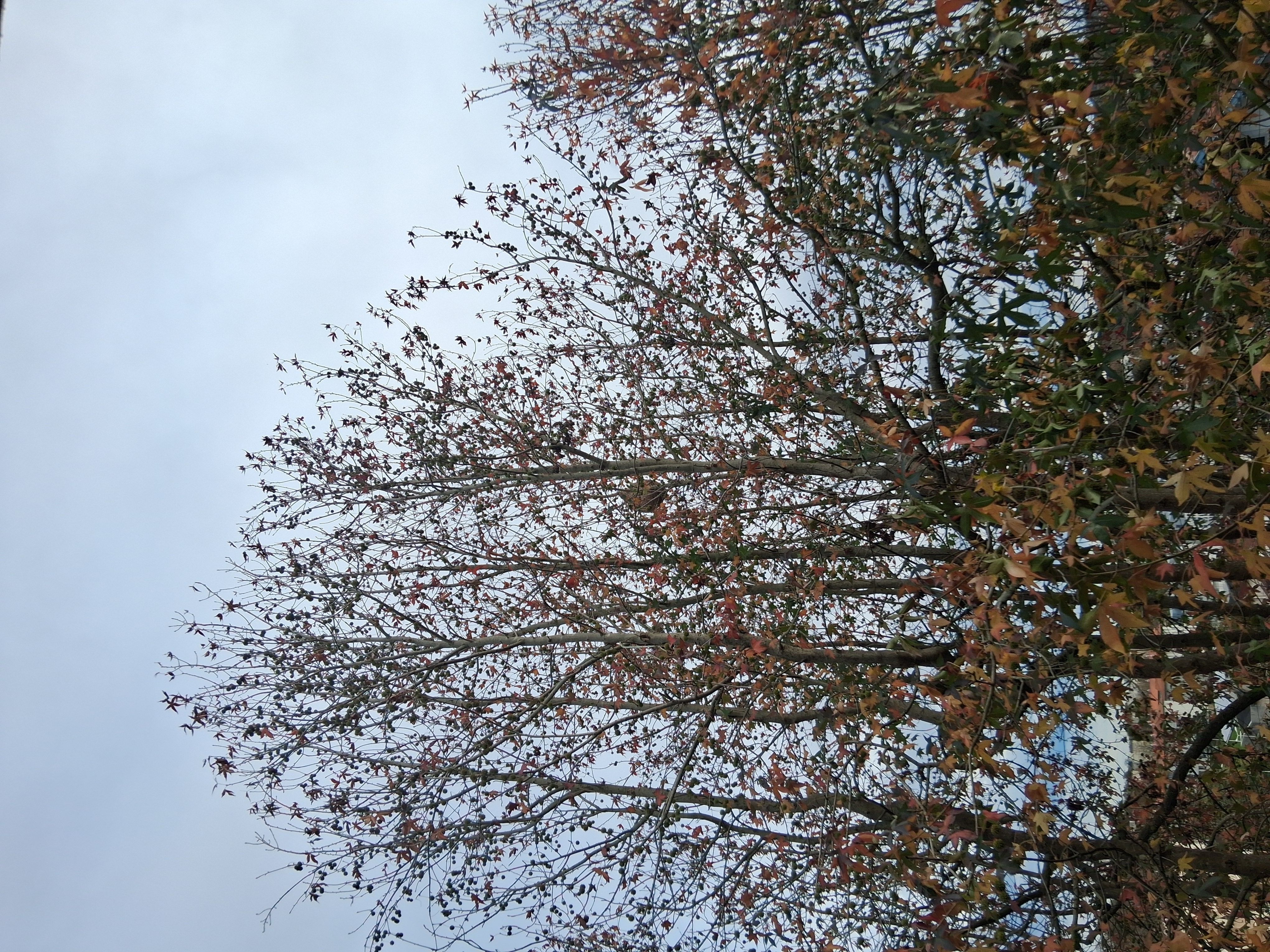 Photo du nid de frelon asiatique signalé à Bayonne