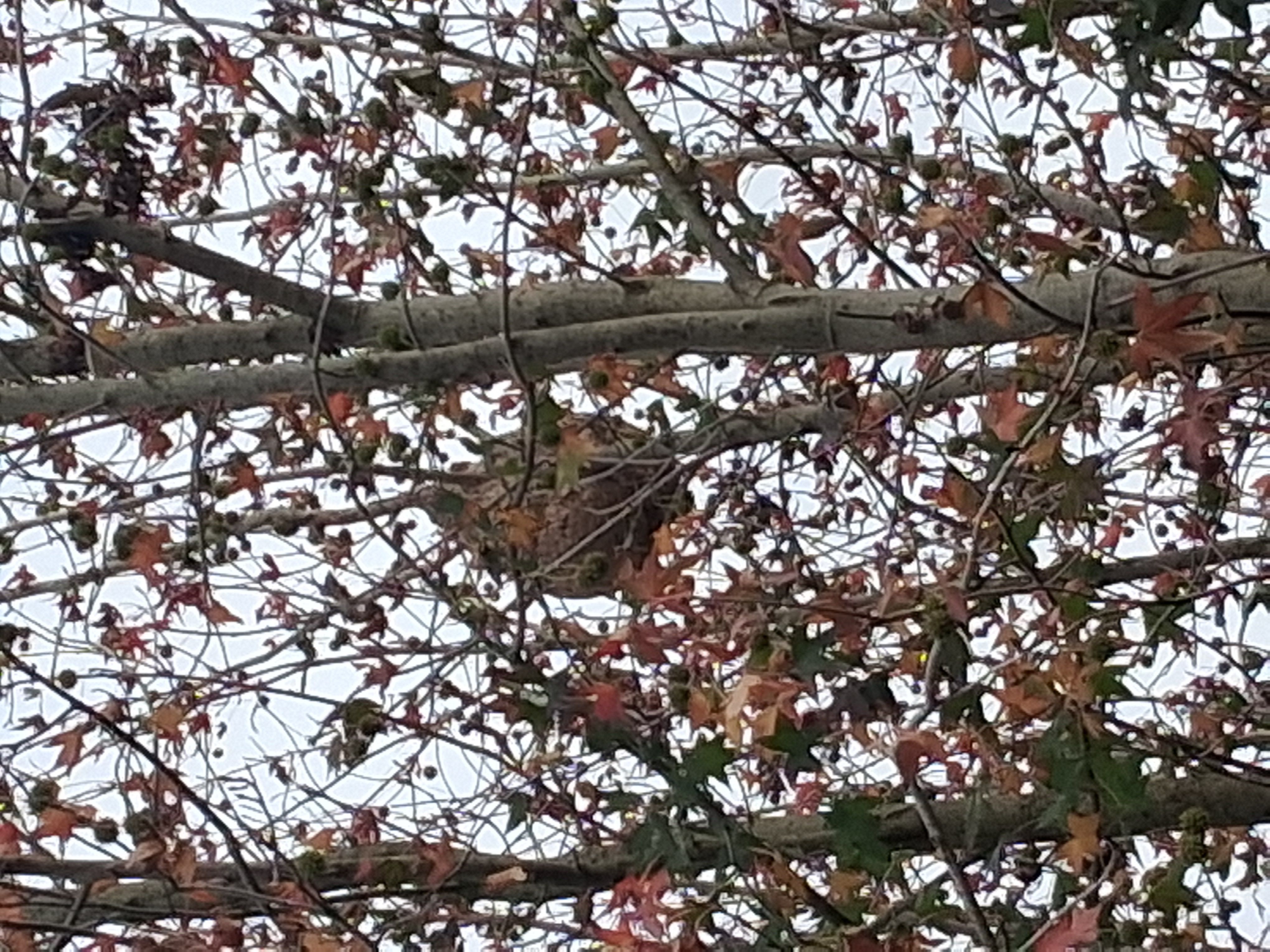 Photo du signalement #430