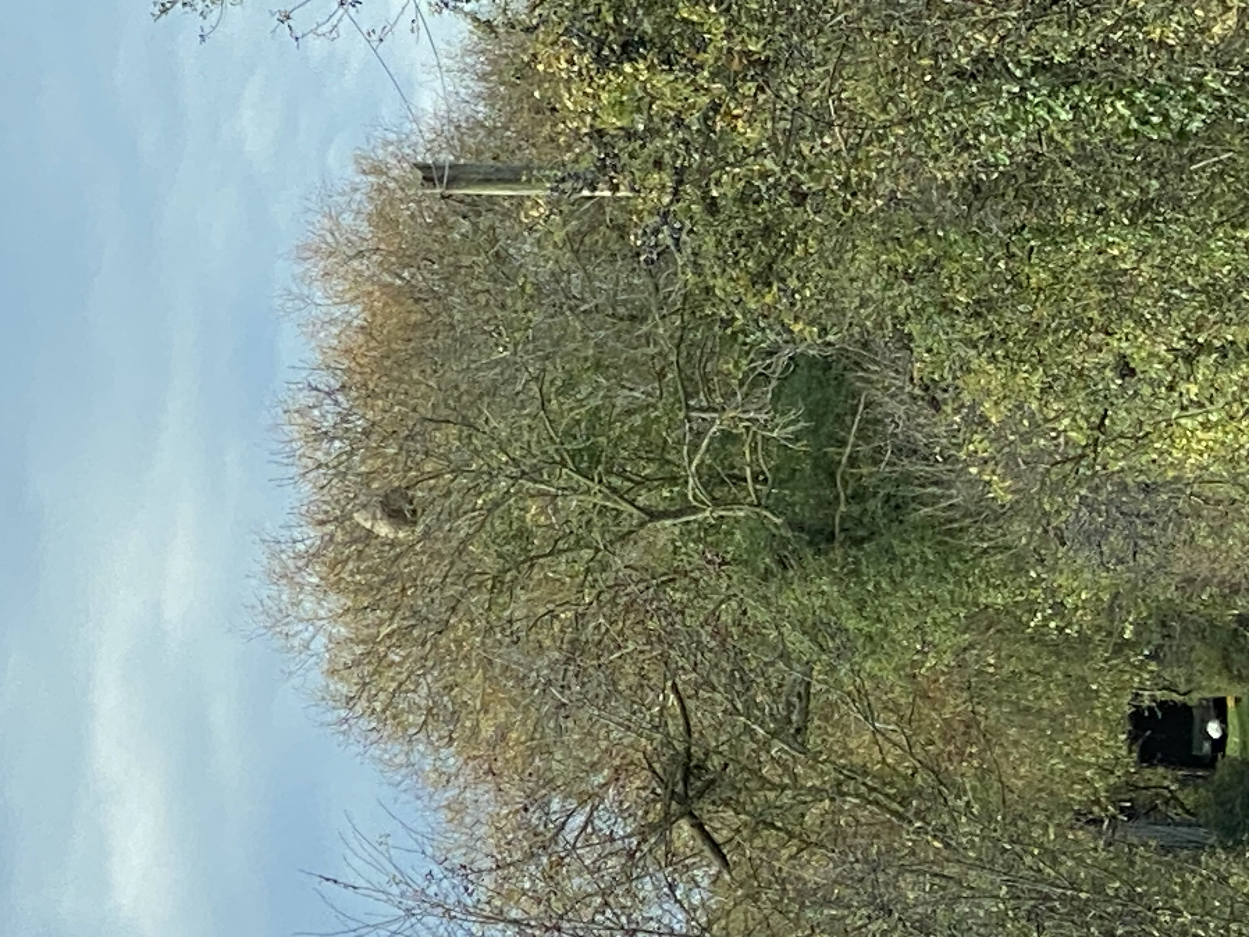 Photo du nid de frelon asiatique signalé à Saint-Pierre-en-Auge