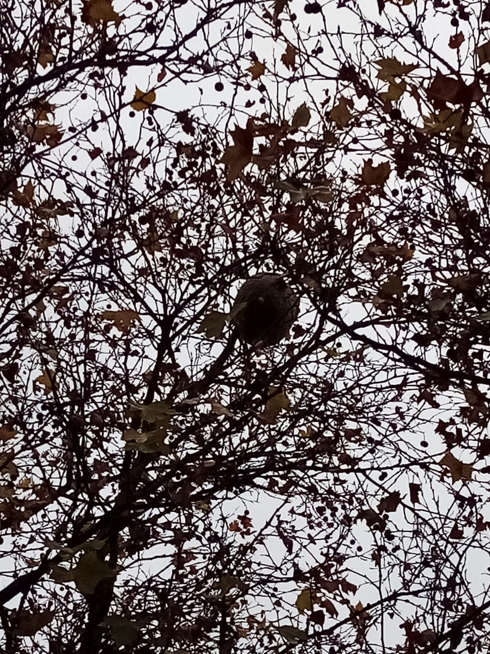 Photo du nid de frelon asiatique signalé à Châtellerault