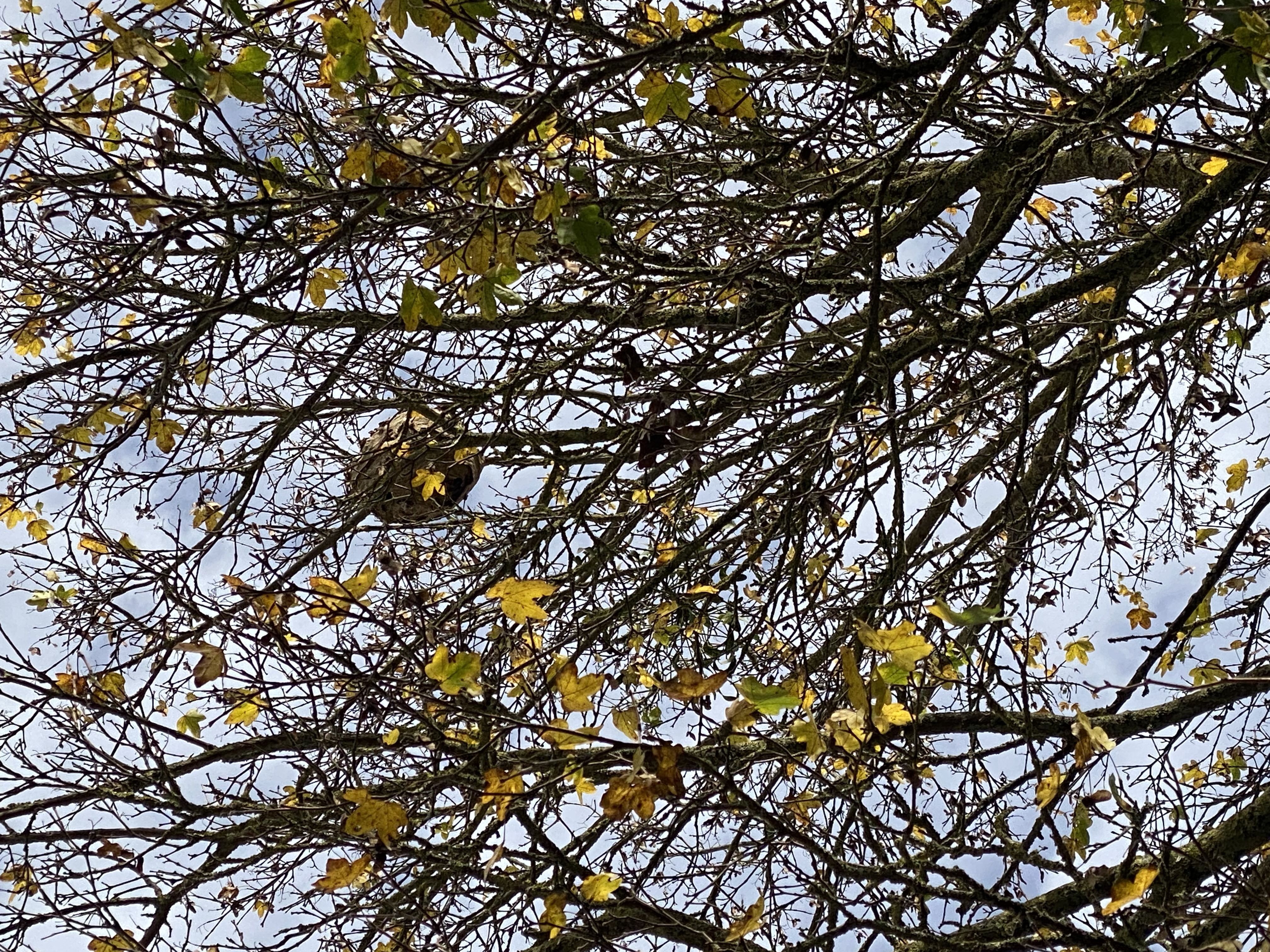 Photo du nid de frelon asiatique signalé à Saint-Pierre-en-Auge