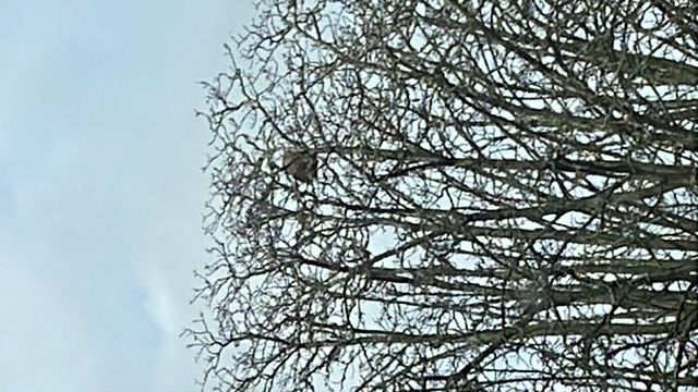Photo du nid de frelon asiatique signalé à Châtellerault