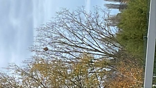 Photo du nid de frelon asiatique signalé à Châtellerault