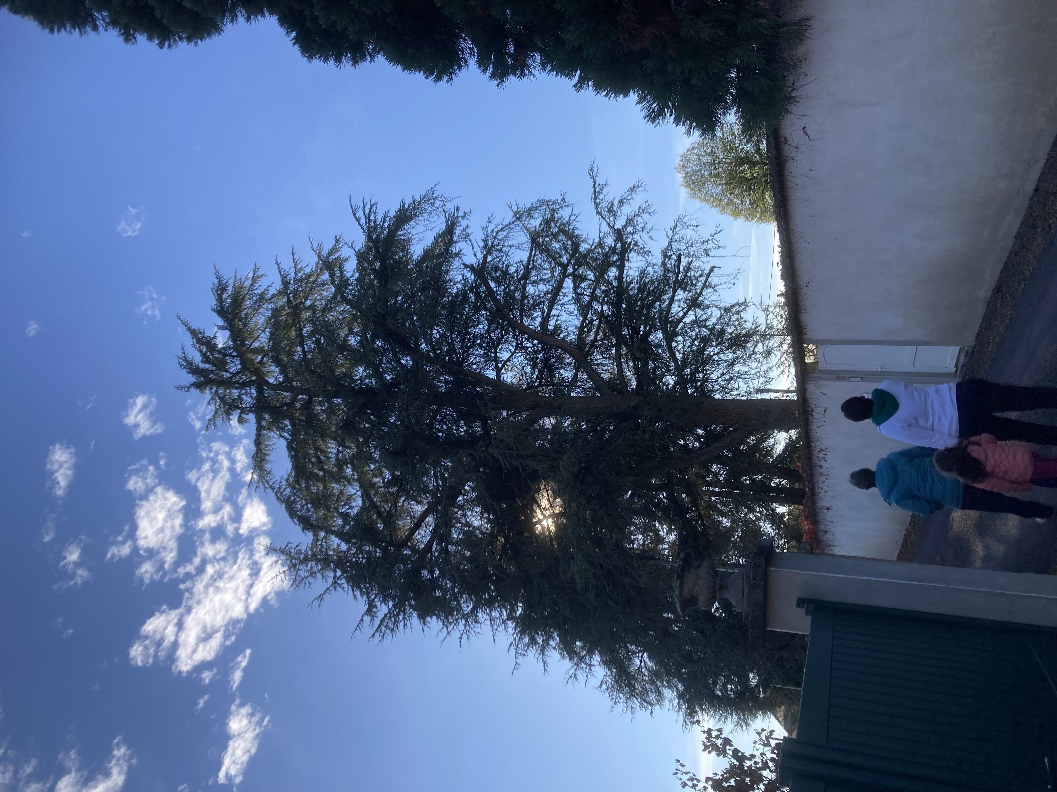 Photo du nid de frelon asiatique signalé à Peschadoires