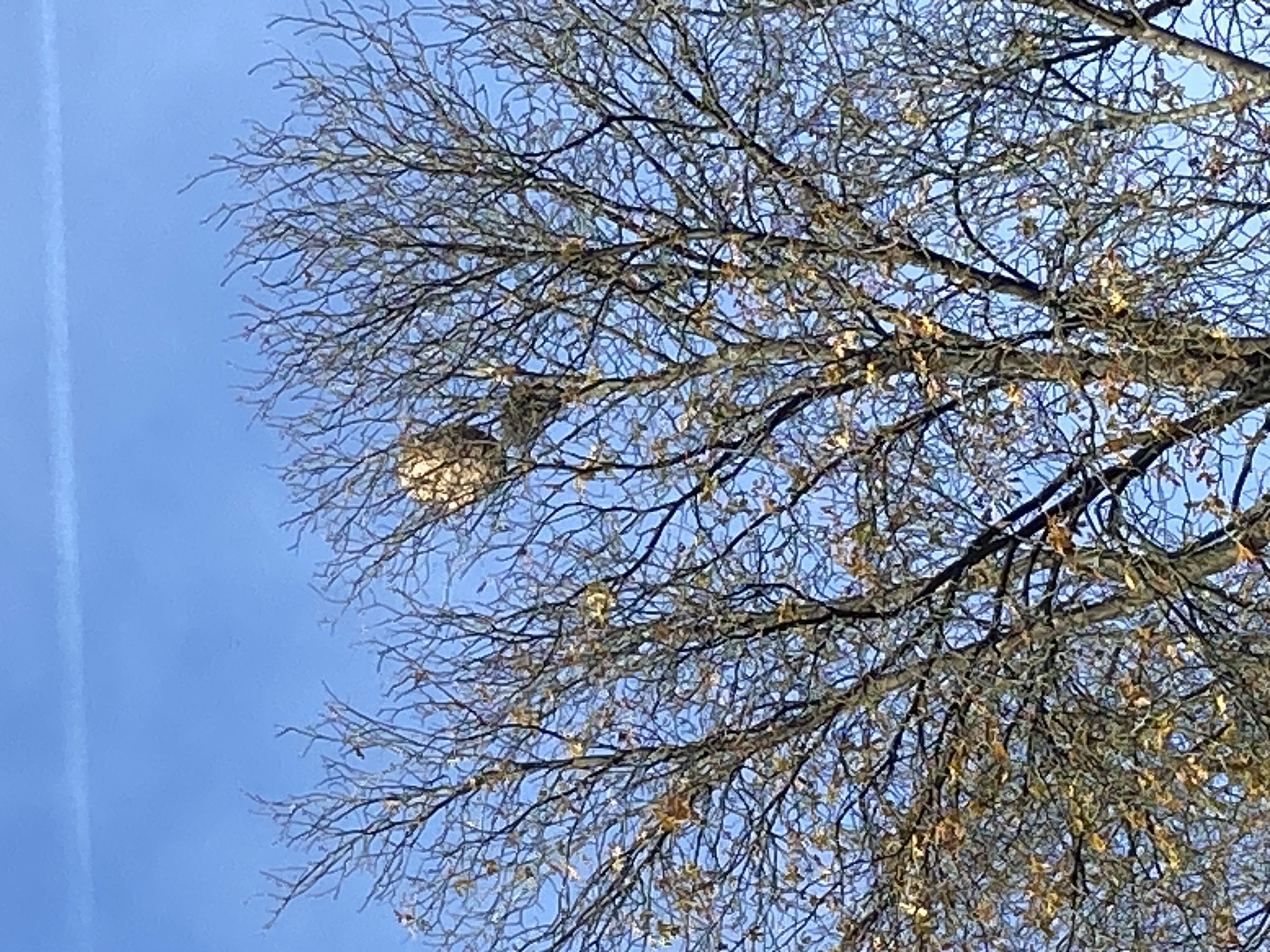 Photo du nid de frelon asiatique signalé à Sierck-les-Bains