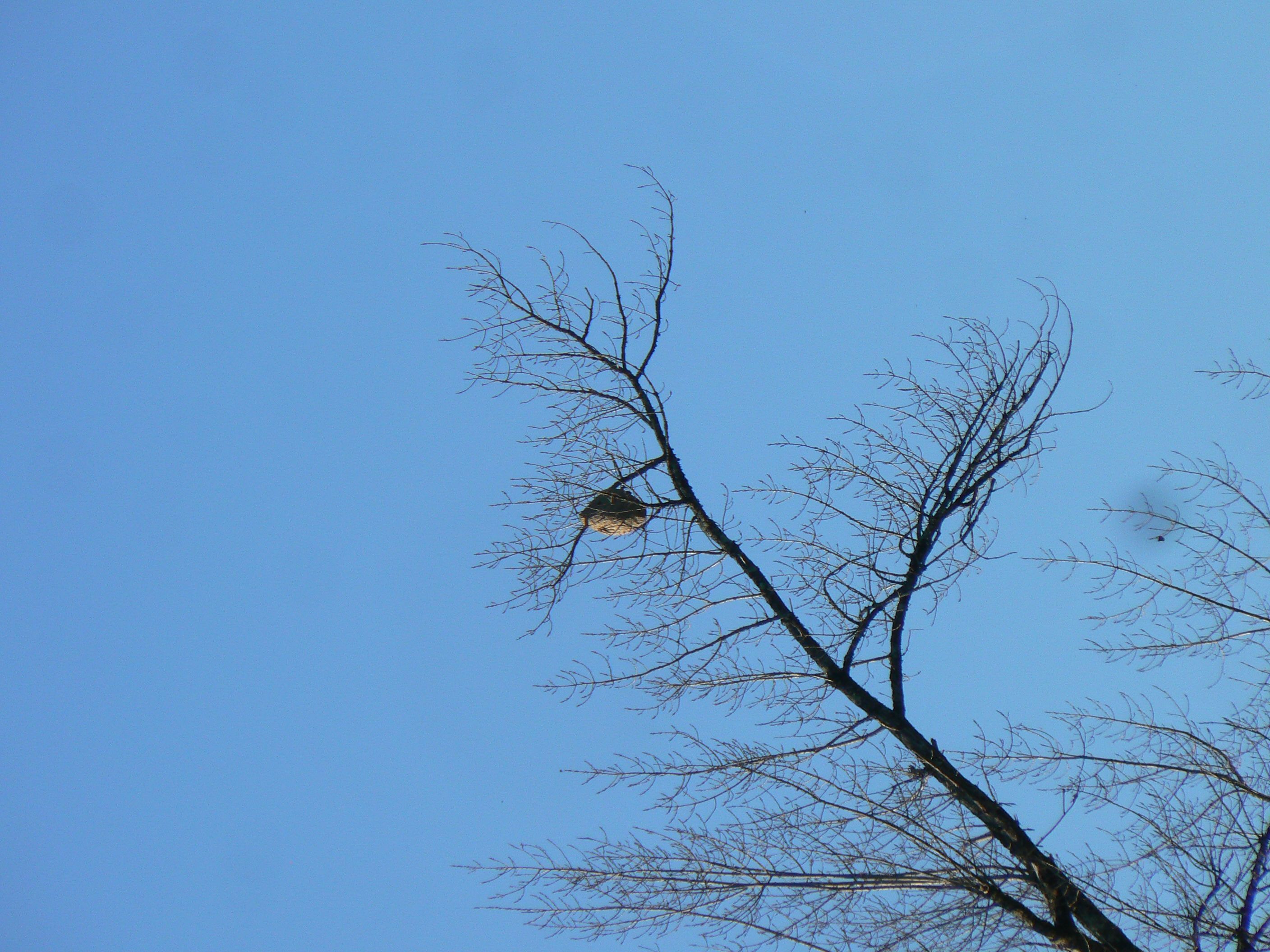 Photo du nid de frelon asiatique signalé à Quinsac