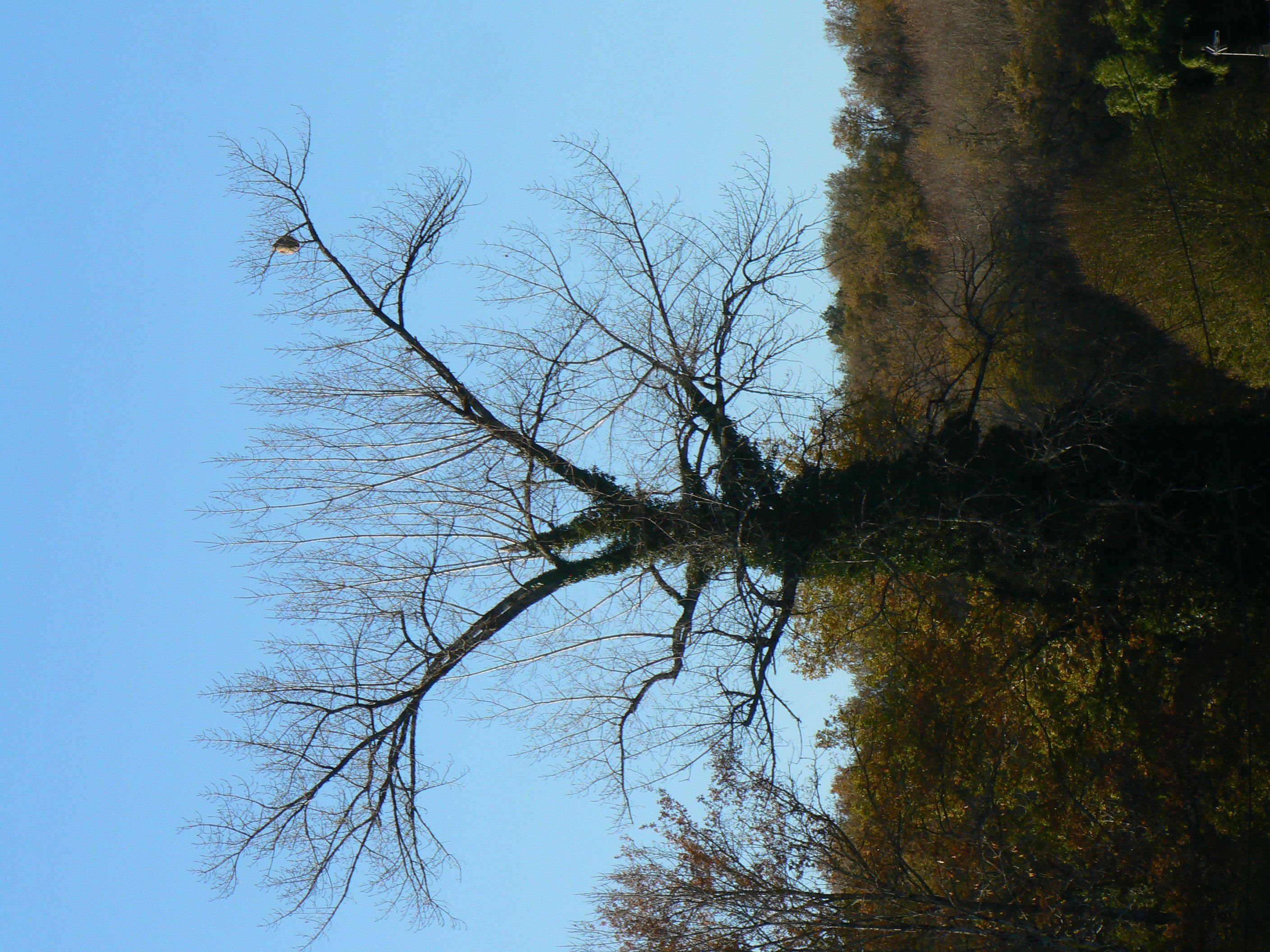 Photo du signalement #461