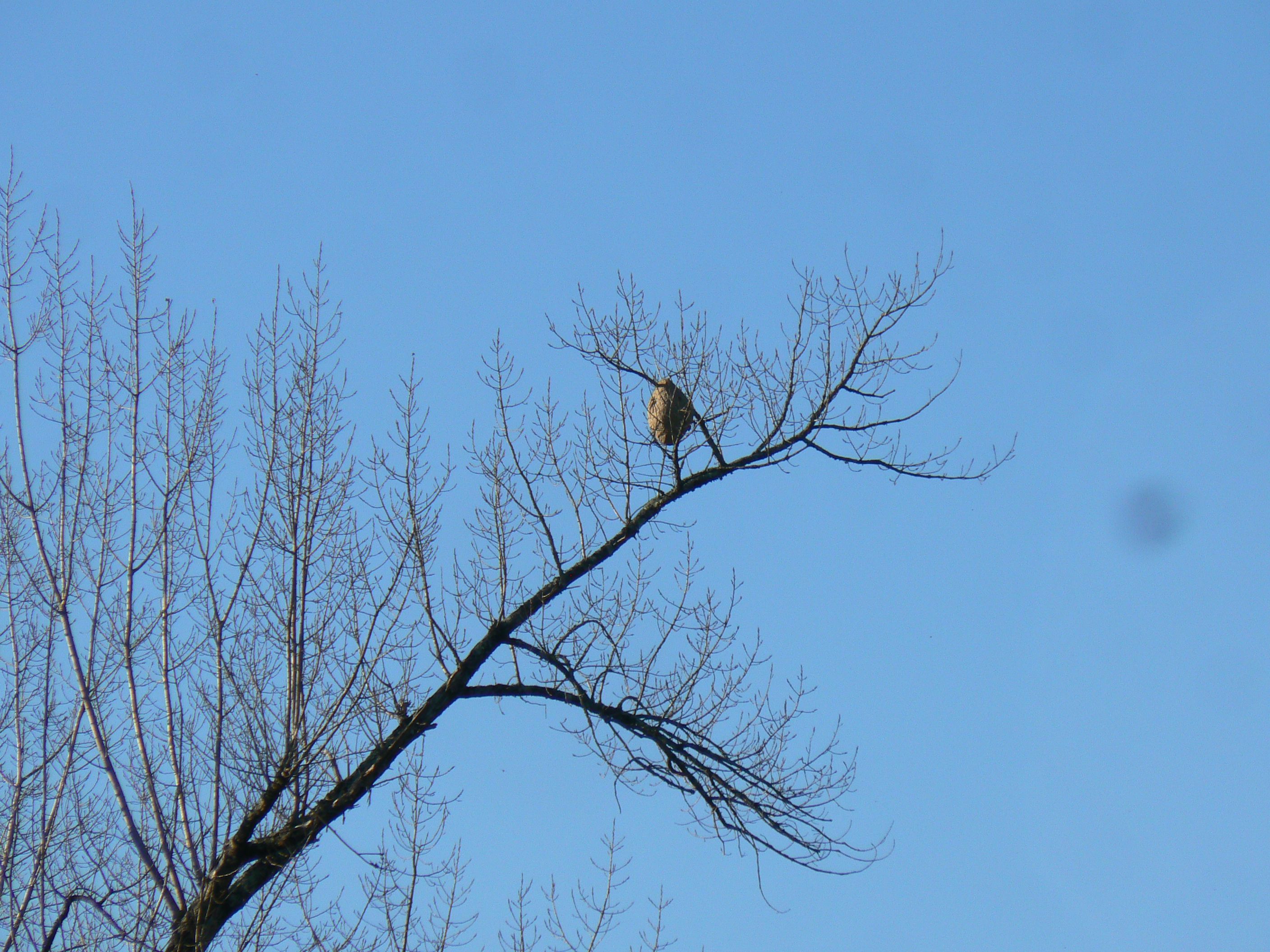 Photo du signalement #461