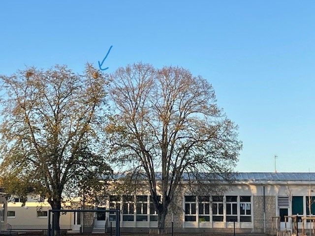 Photo du signalement #465