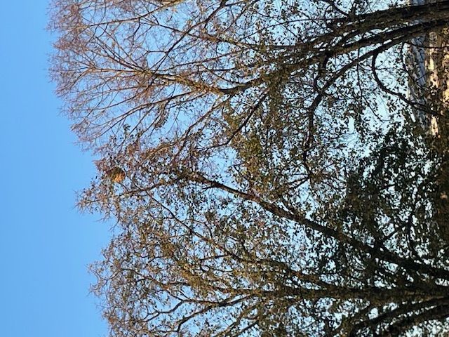 Photo du nid de frelon asiatique signalé à Châtellerault