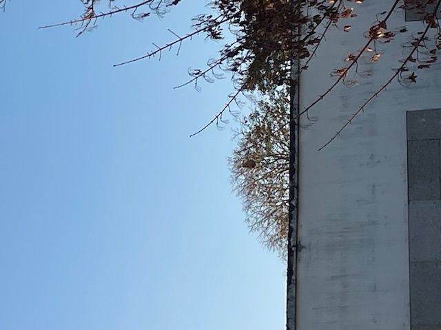 Photo du nid de frelon asiatique signalé à Châtellerault