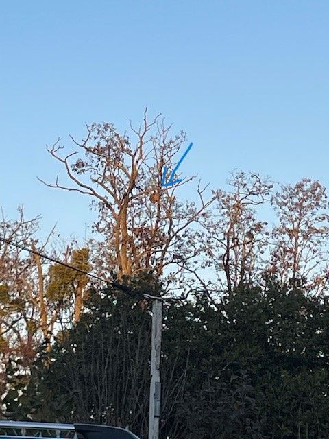 Photo du nid de frelon asiatique signalé à Châtellerault