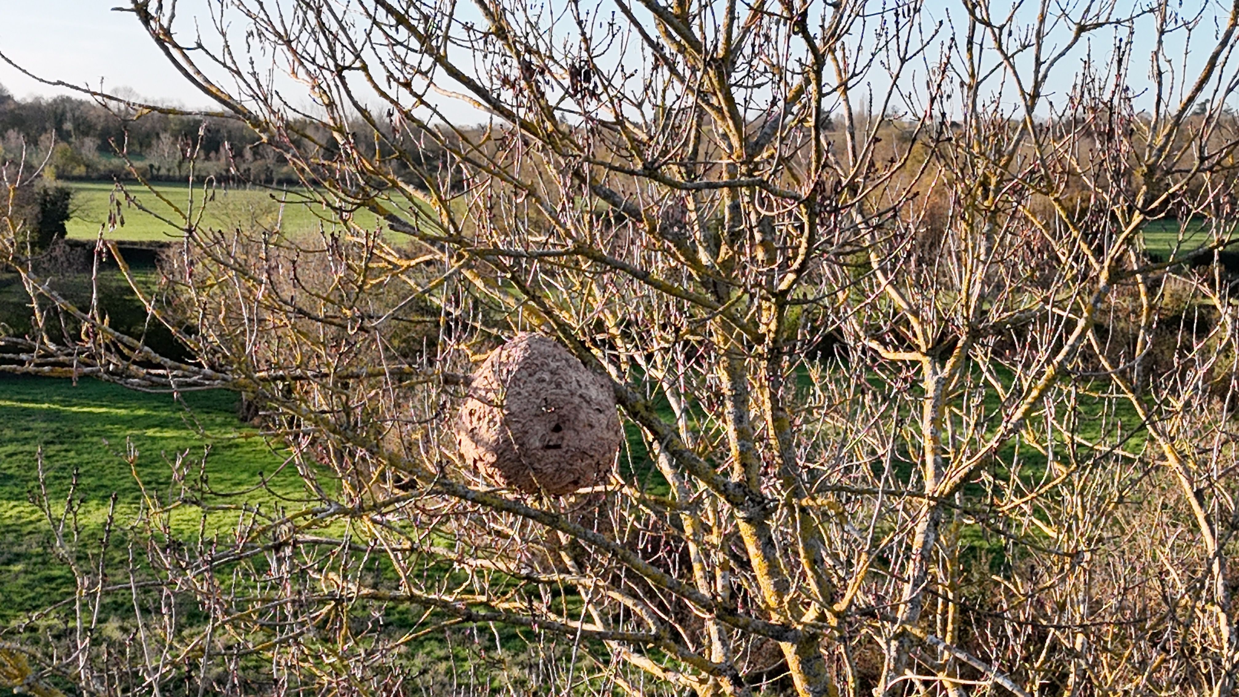 Photo du nid de frelon asiatique signalé à Magné