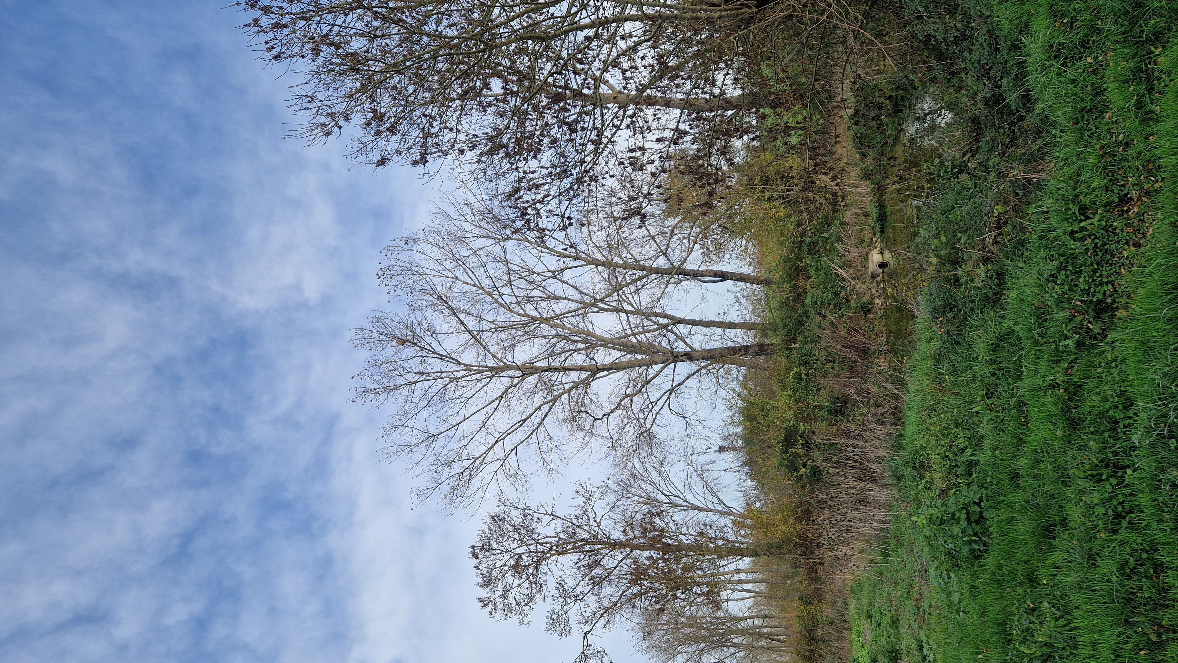 Photo du nid de frelon asiatique signalé à Sansais