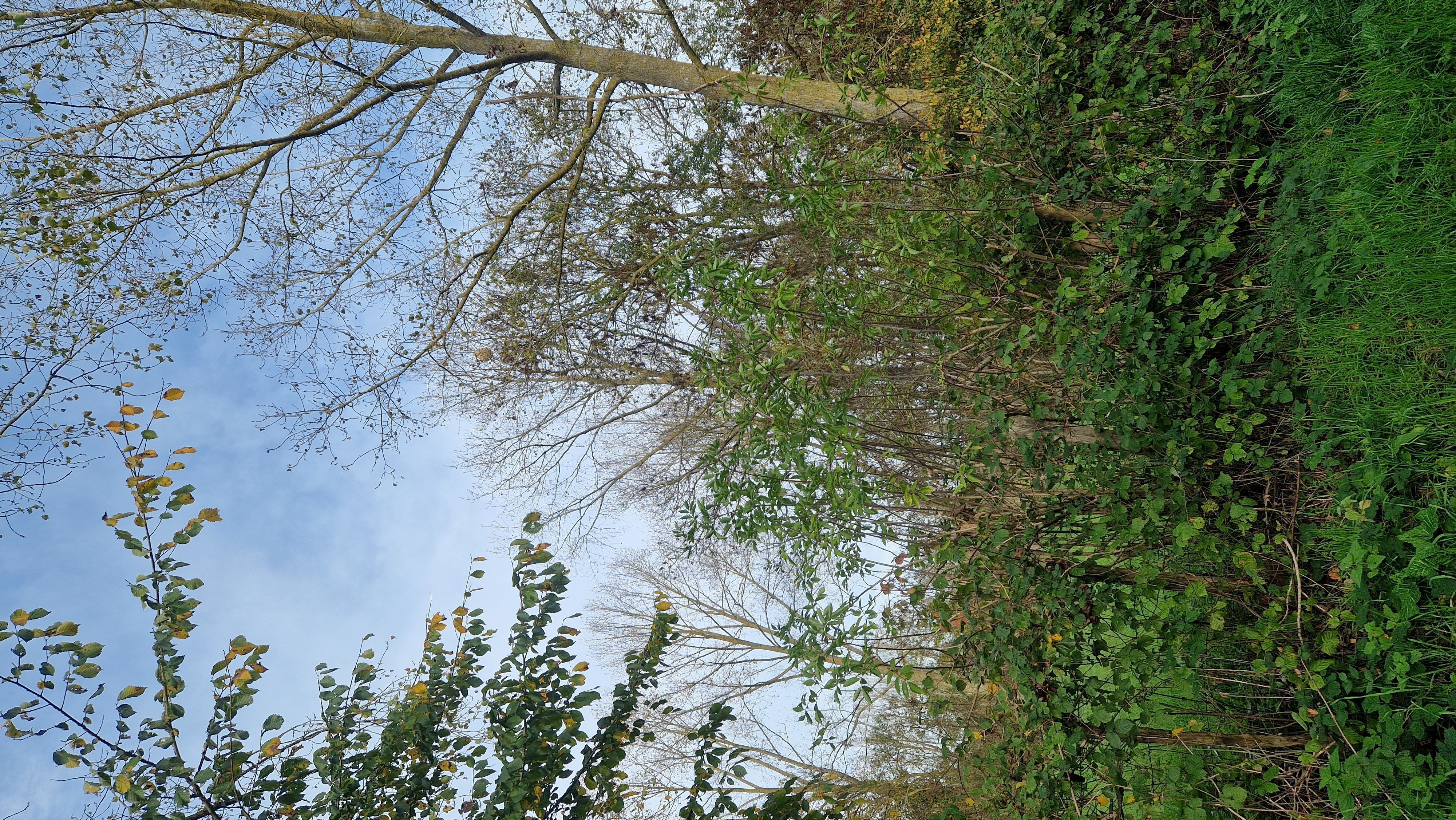 Photo du signalement #476