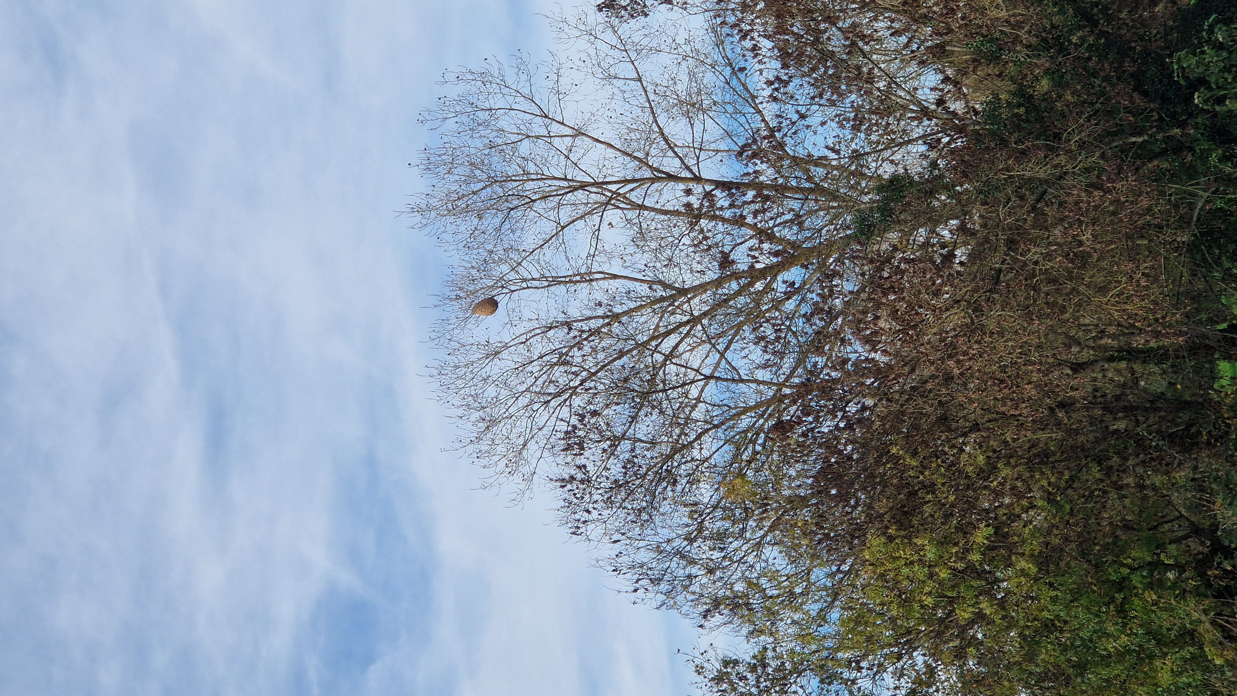 Photo du nid de frelon asiatique signalé à Frontenay-Rohan-Rohan