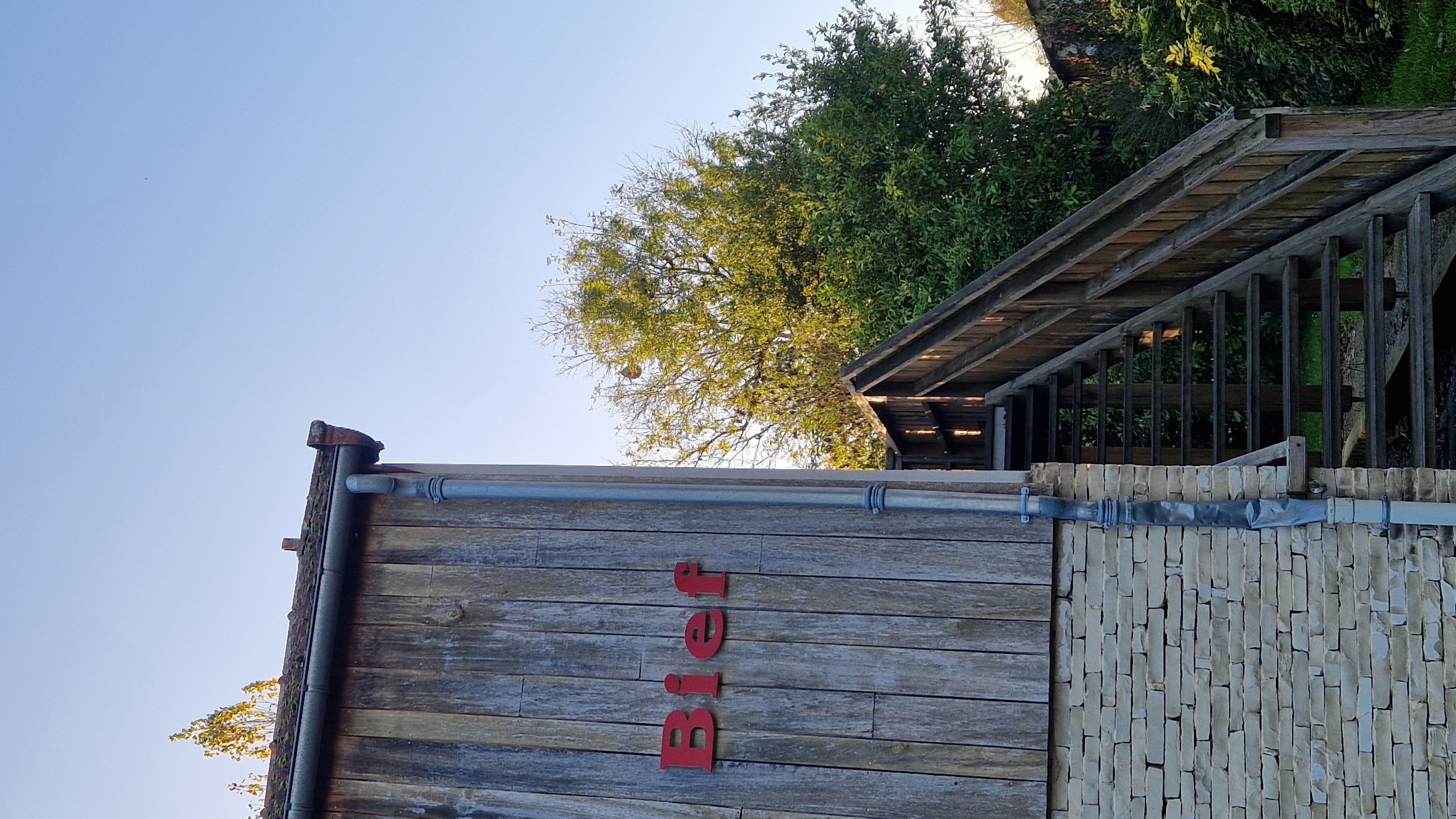 Photo du nid de frelon asiatique signalé à Magné