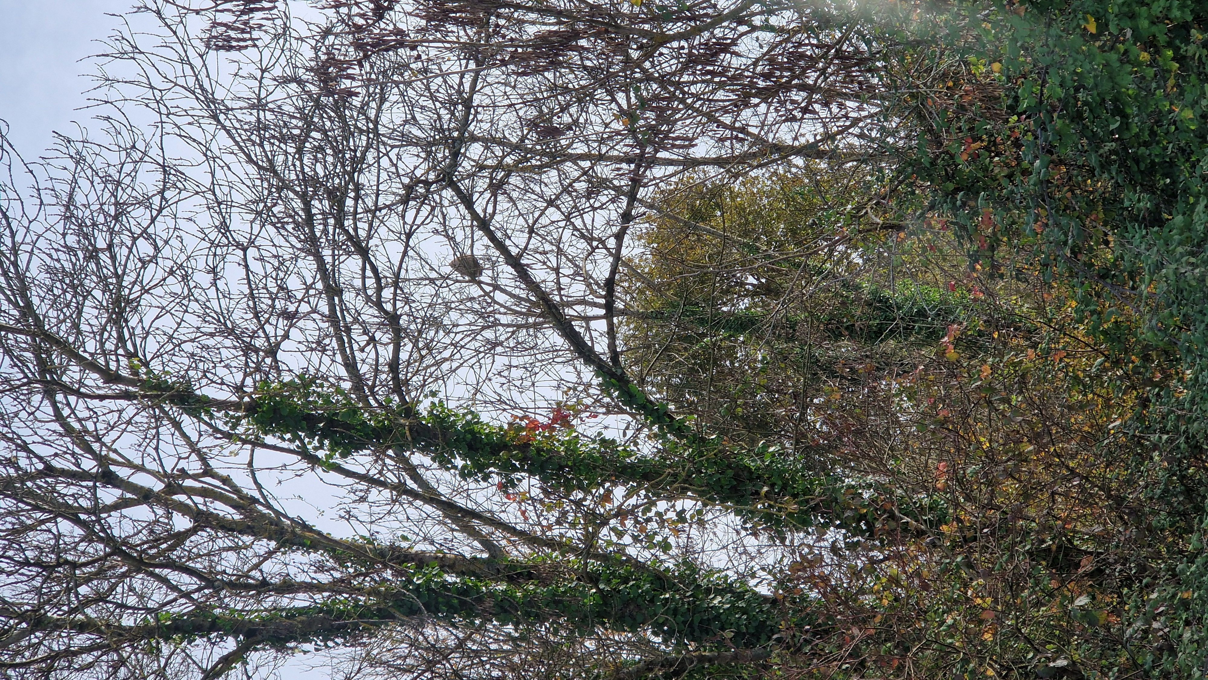 Photo du nid de frelon asiatique signalé à Magné