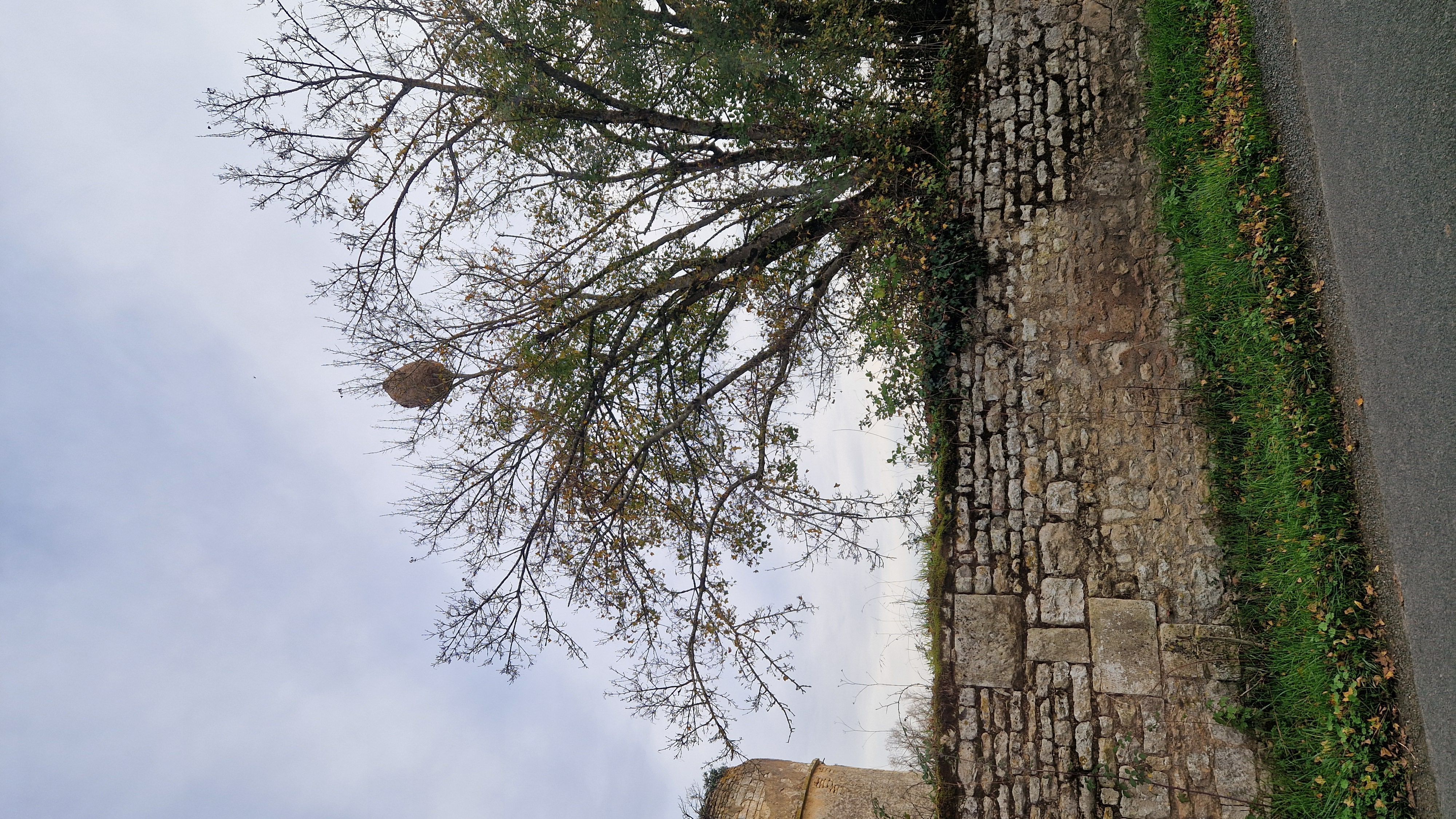 Photo du nid de frelon asiatique signalé à Coulon