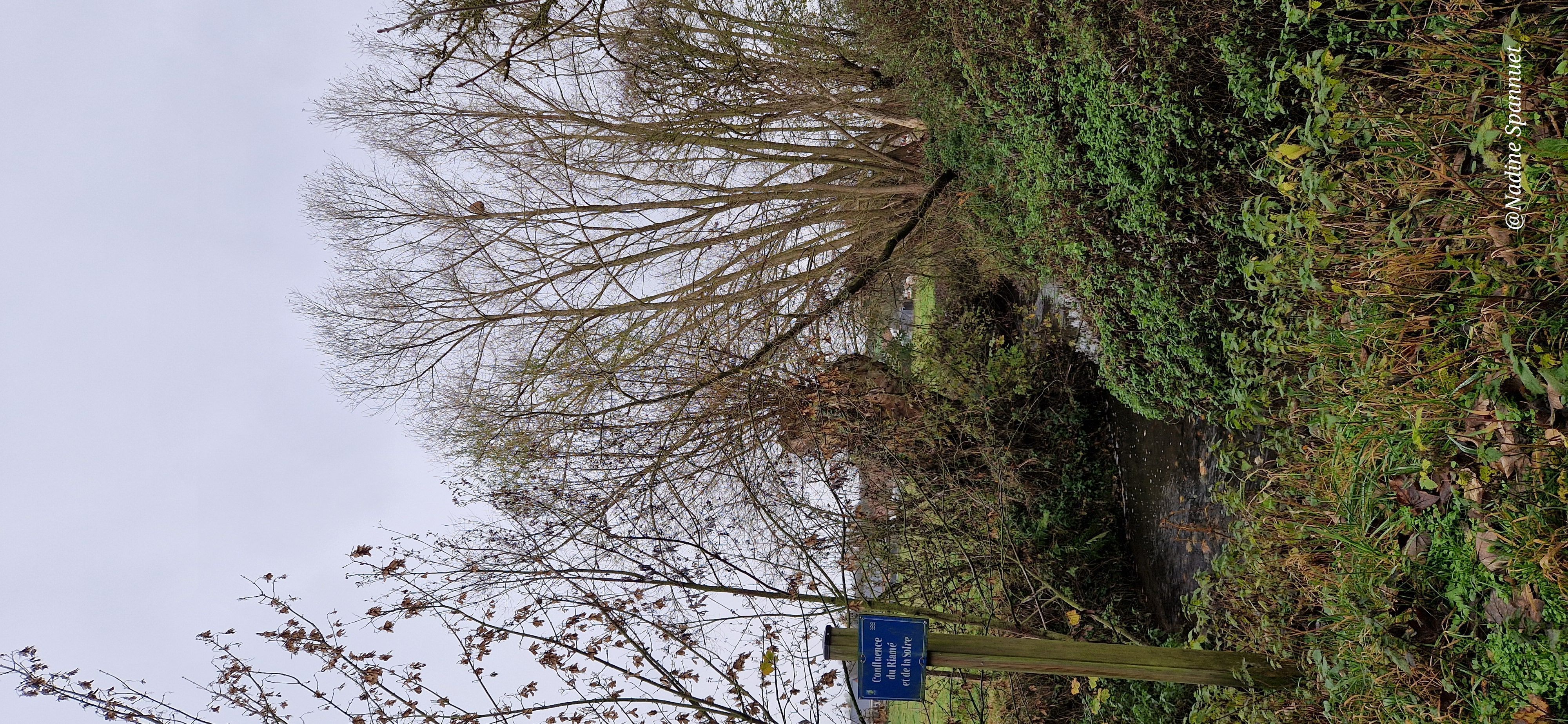 Photo du nid de frelon asiatique signalé à Solre-le-Château