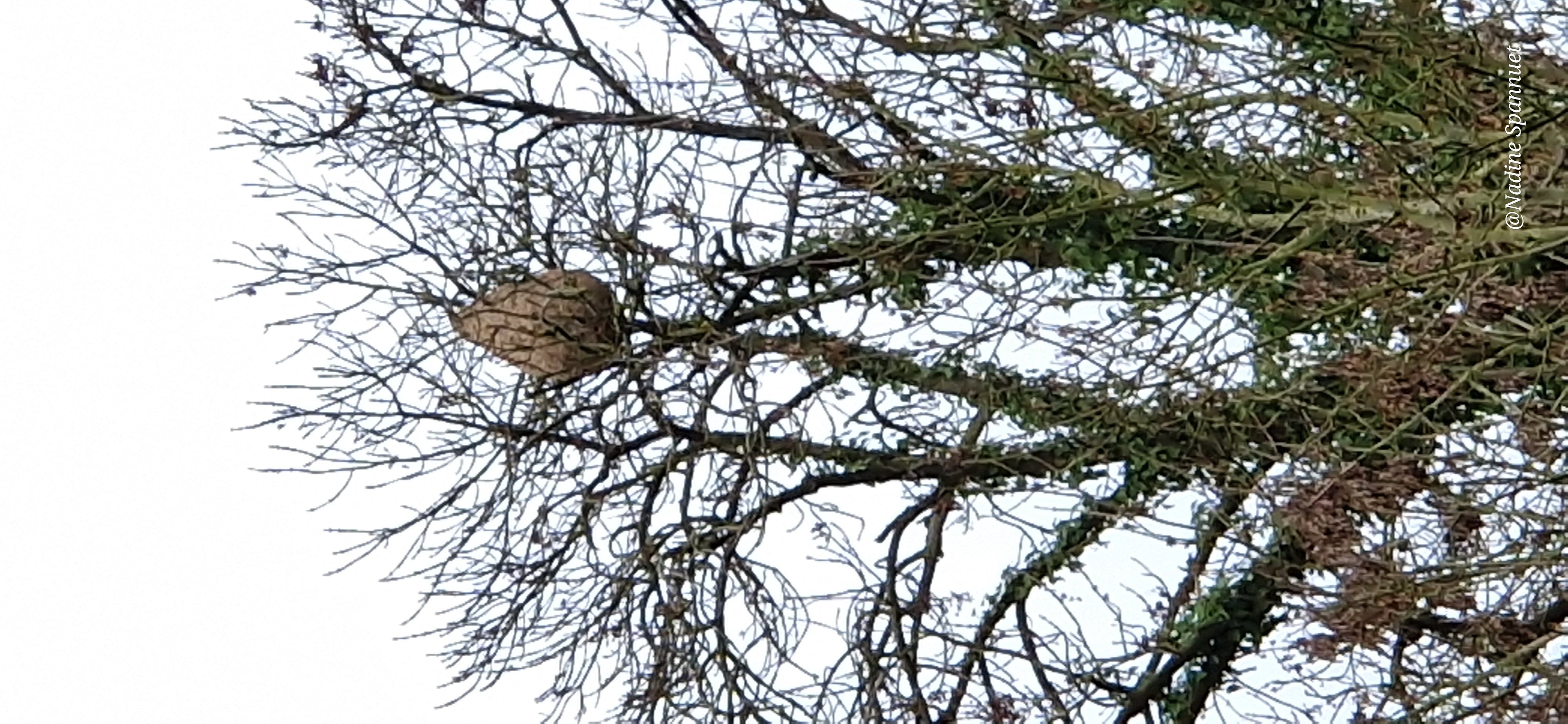 Photo du signalement #484