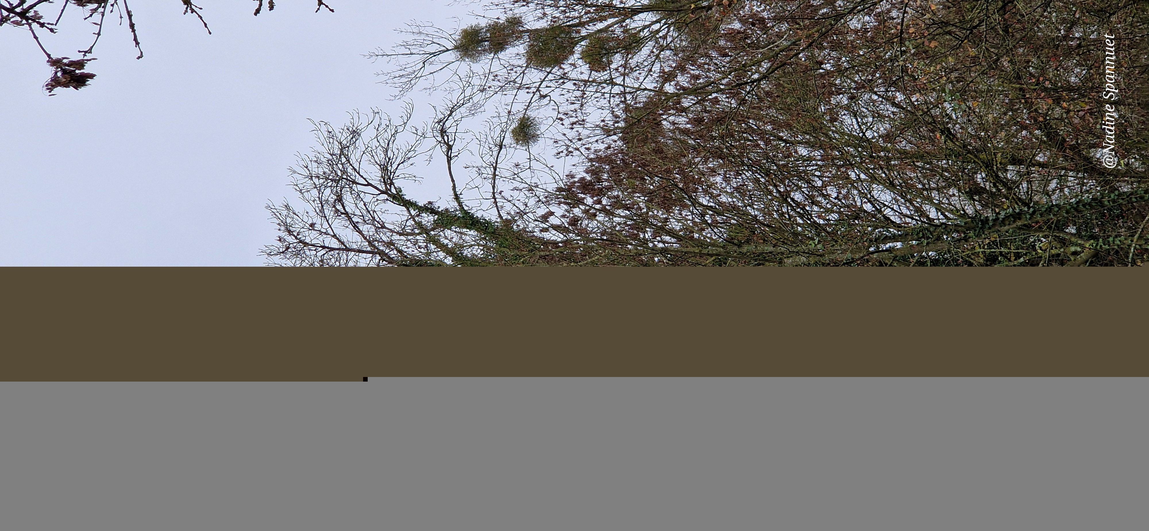 Photo du nid de frelon asiatique signalé à Solre-le-Château