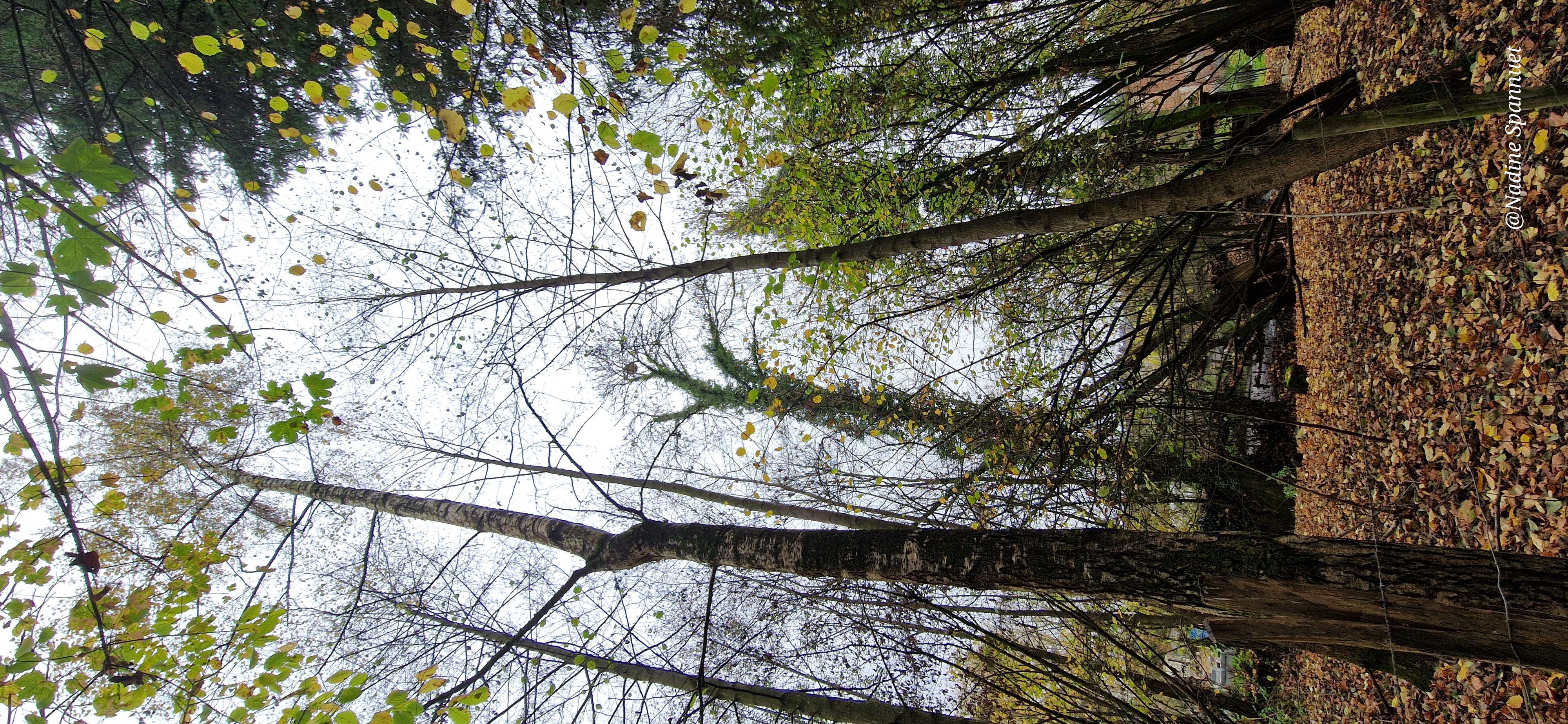 Photo du signalement #484