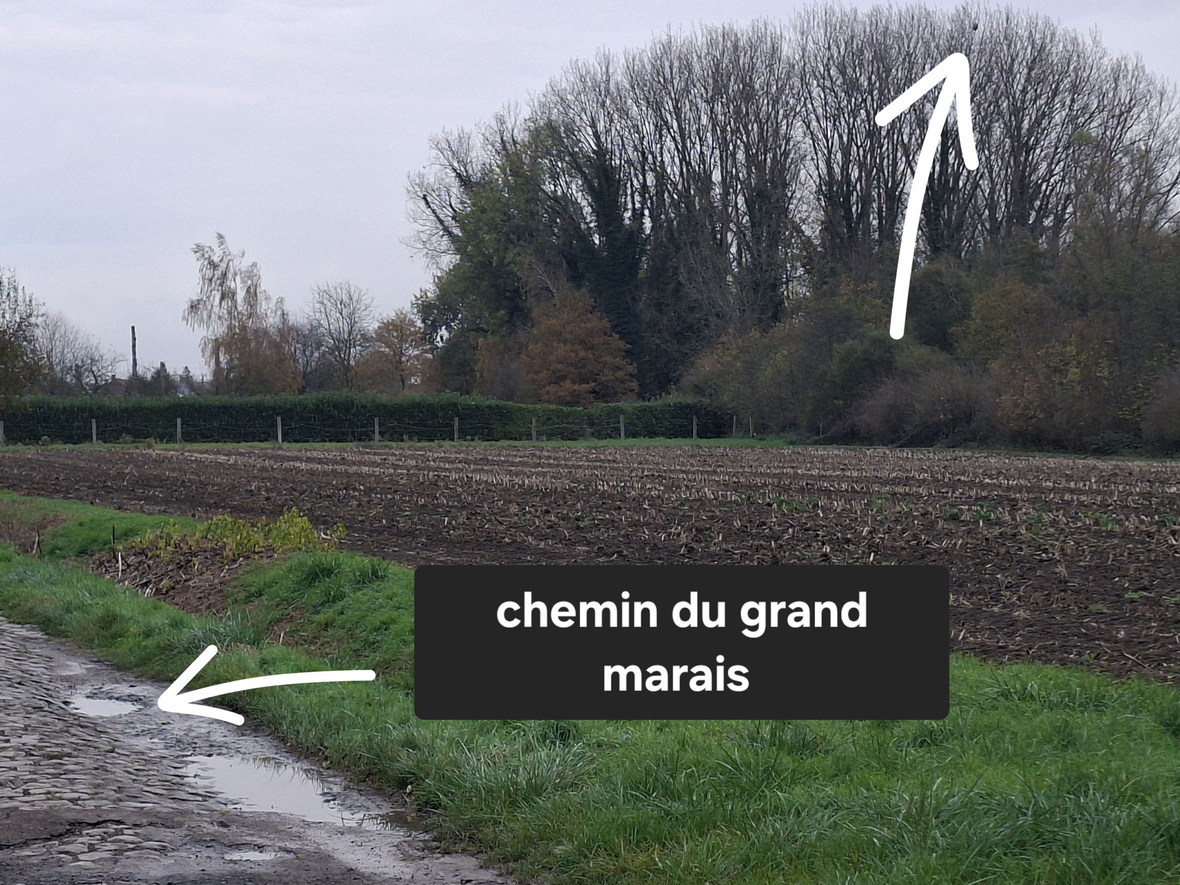 Photo du nid de frelon asiatique signalé à Cysoing