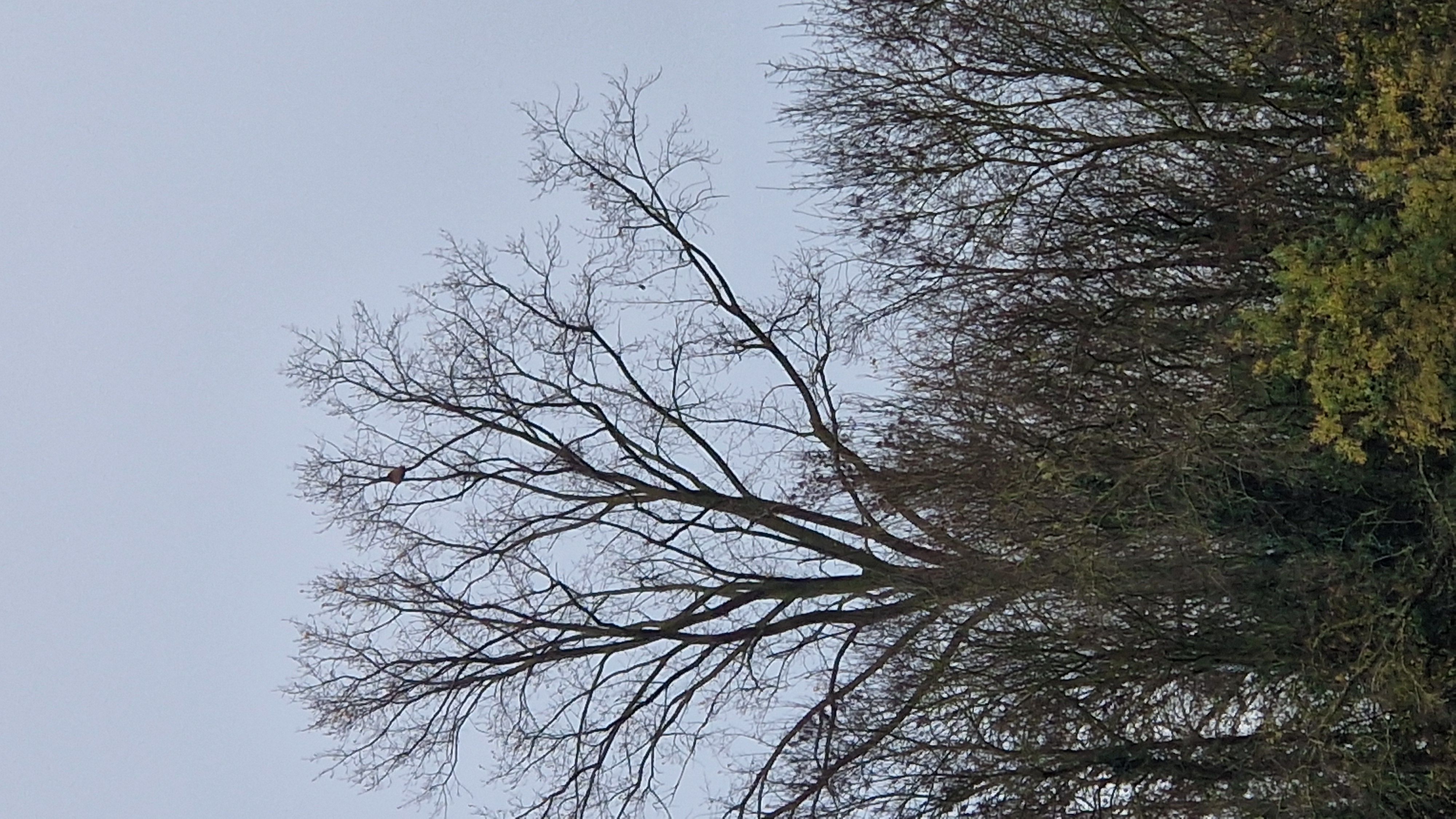 Photo du nid de frelon asiatique signalé à Amuré